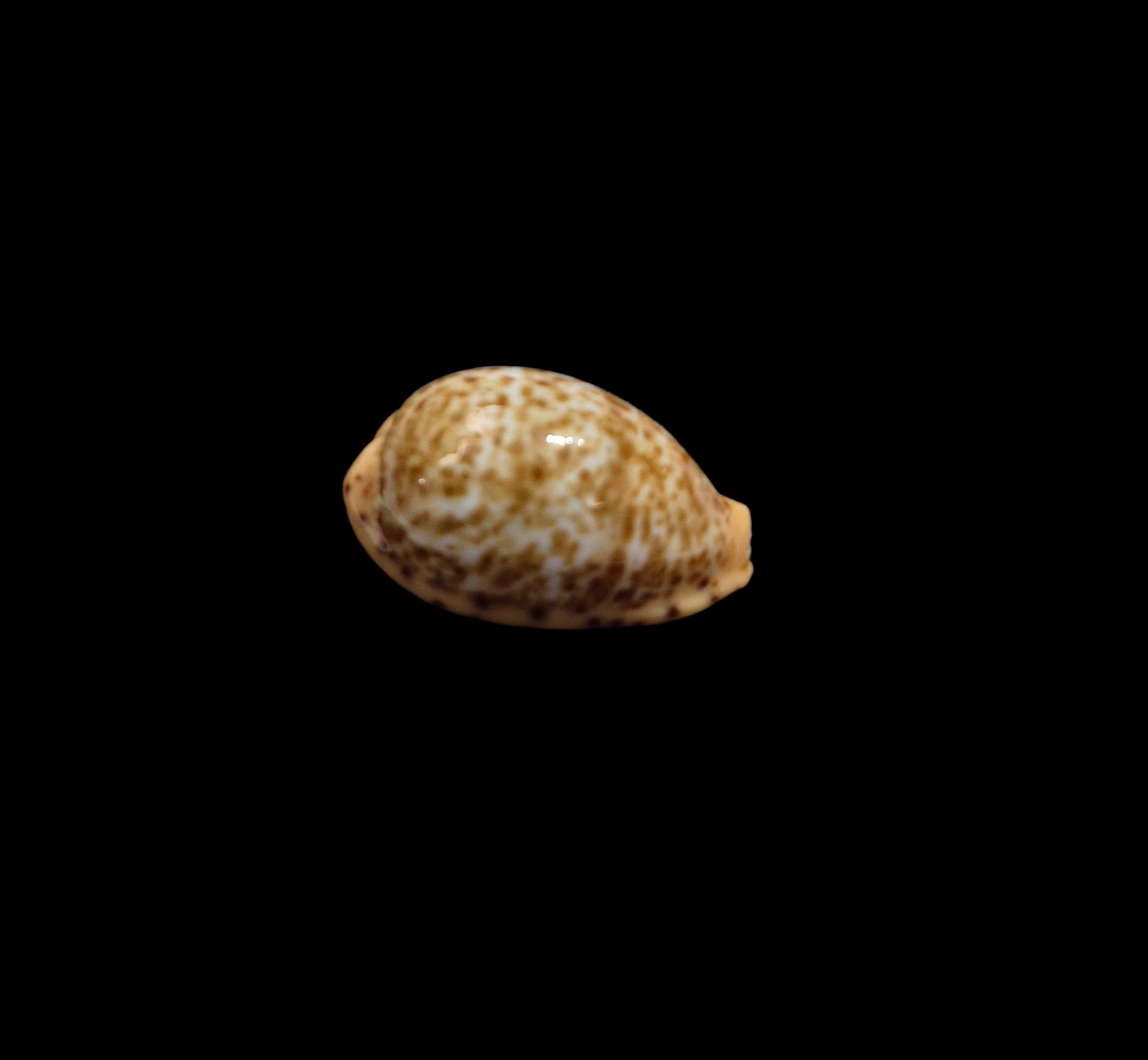 BC428 Palmadusta humphreyii - NIGER FORM - Image 3