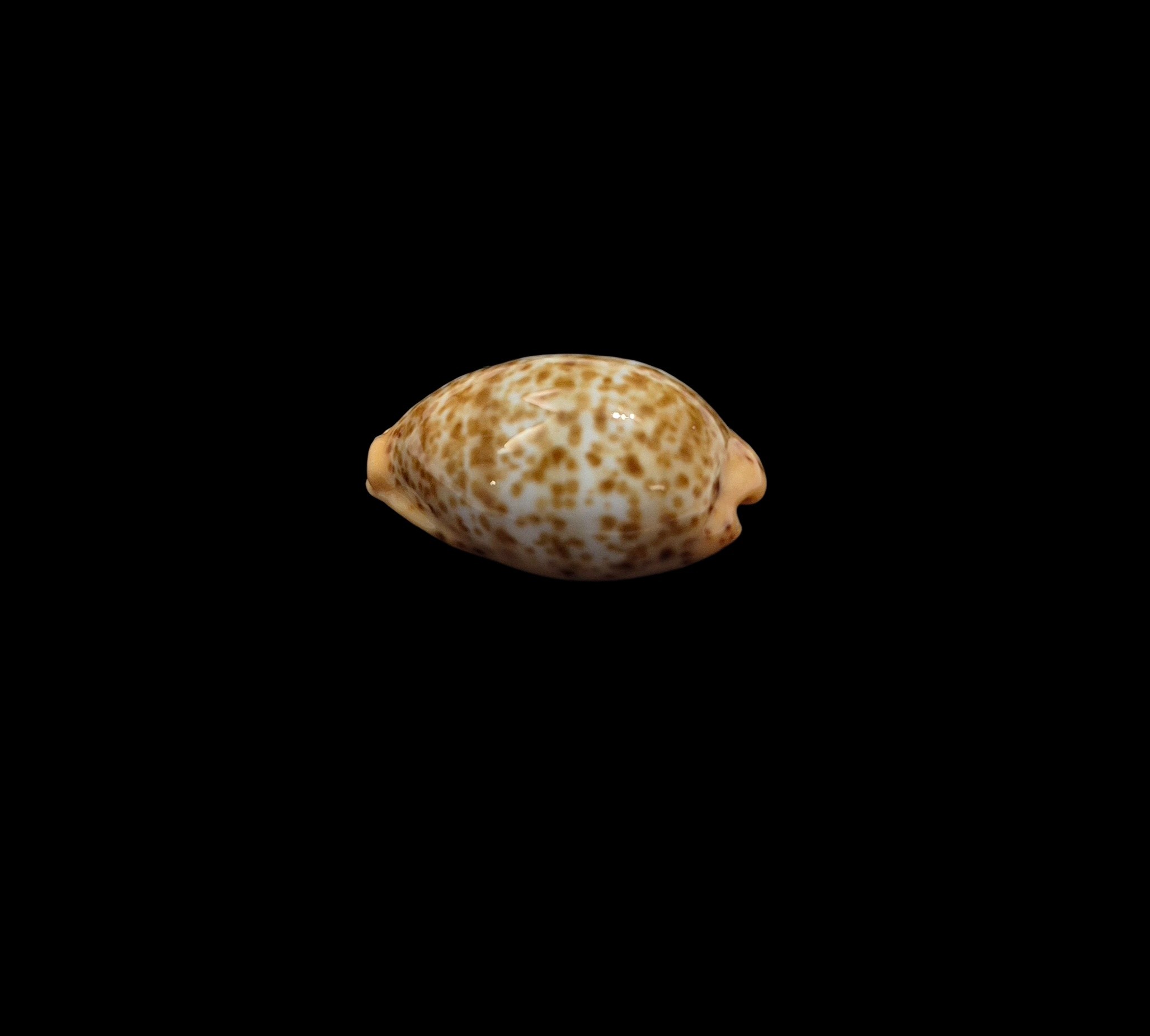 BC428 Palmadusta humphreyii - NIGER FORM - Image 4