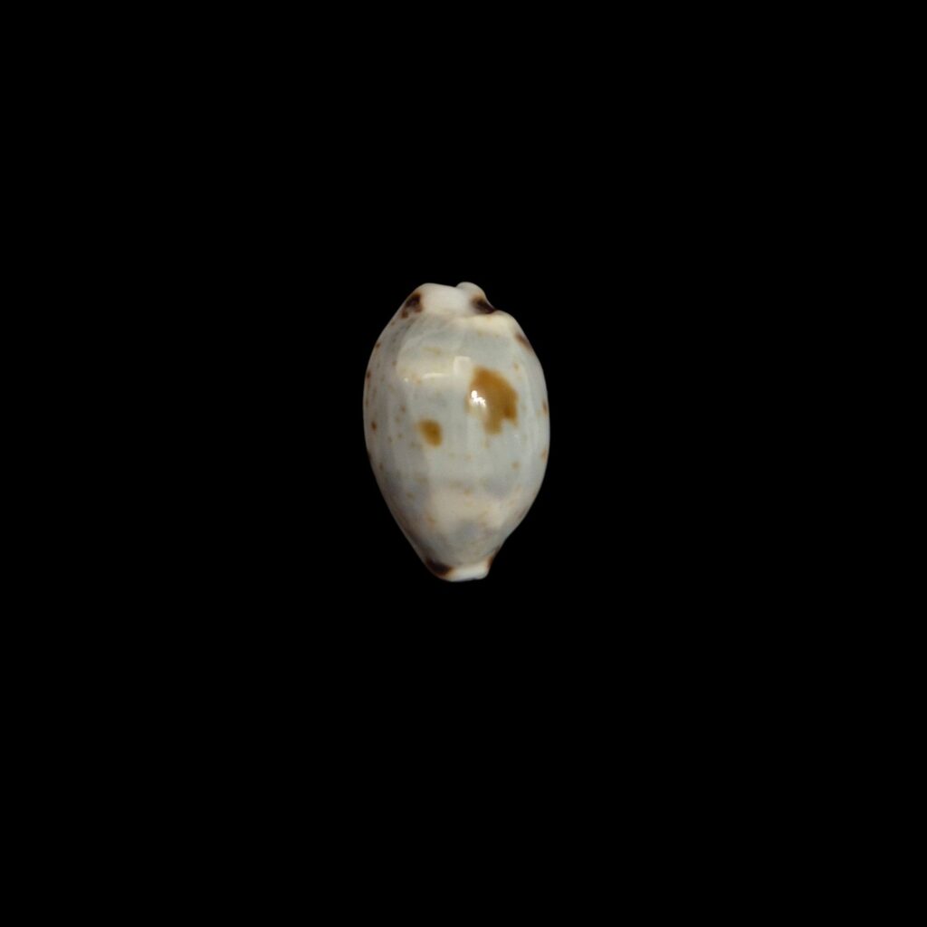 BC431 Bistolida hirundo - from NEW CALEDONIA