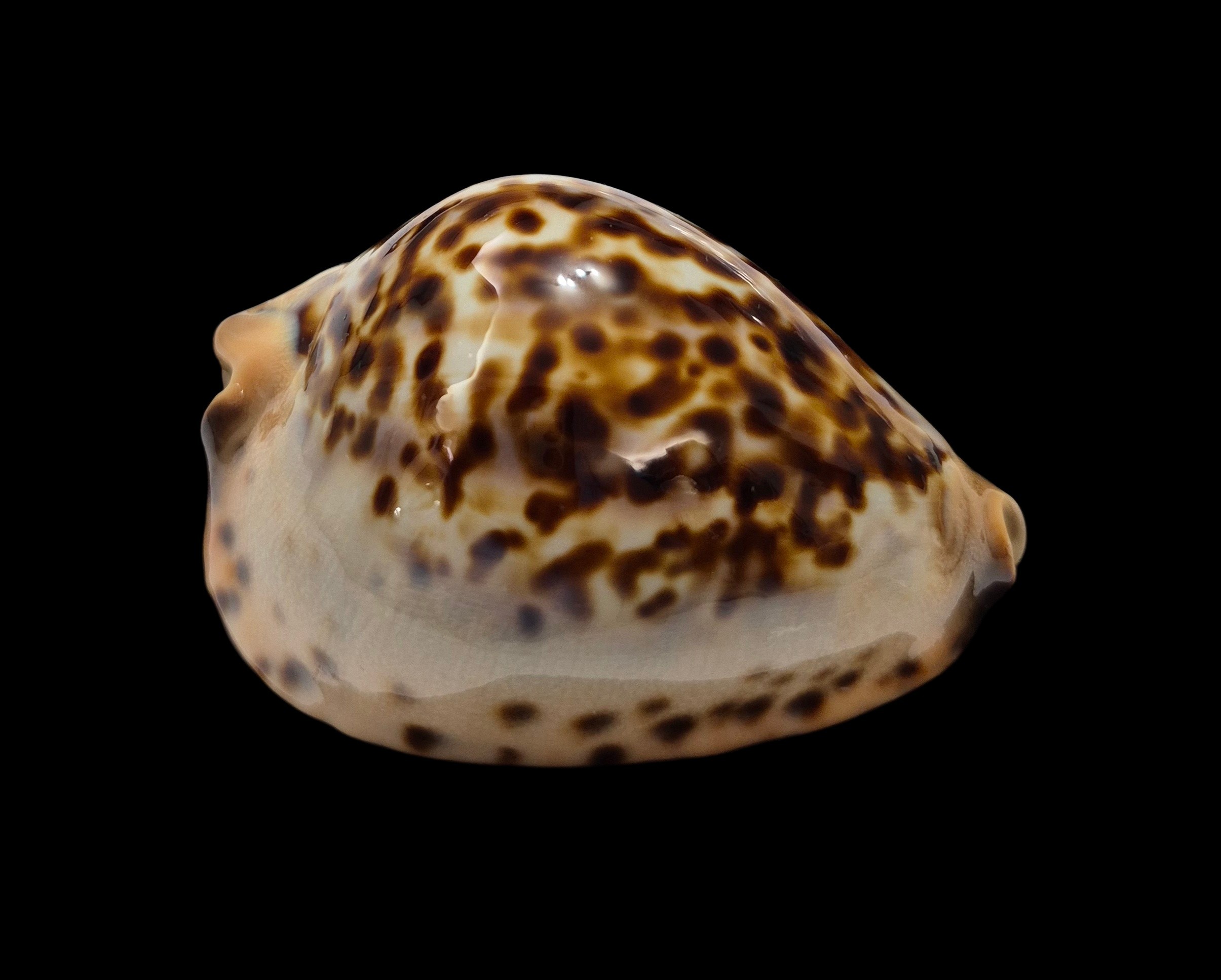 BC467 Zoila jeaniana jeaniana - AWESOME PATTERN - Image 9