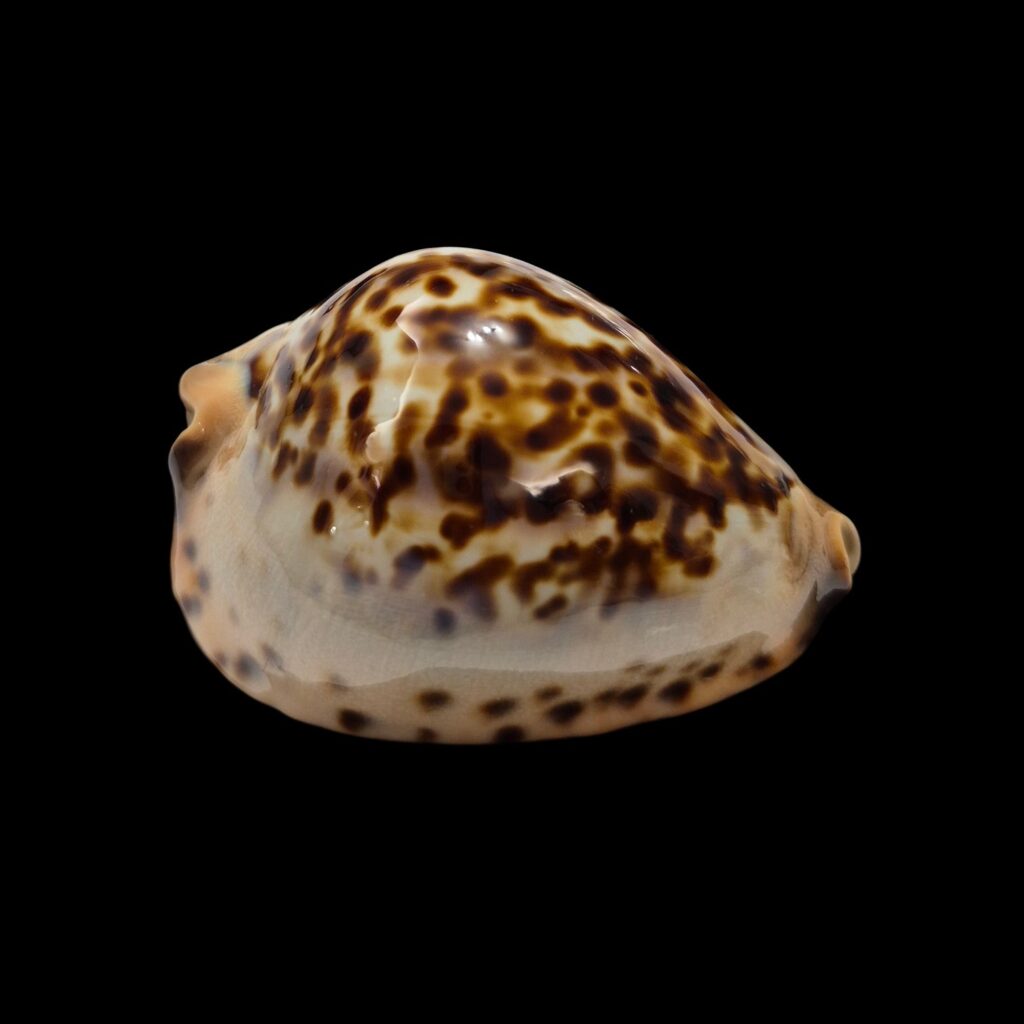 BC467 Zoila jeaniana jeaniana - AWESOME PATTERN
