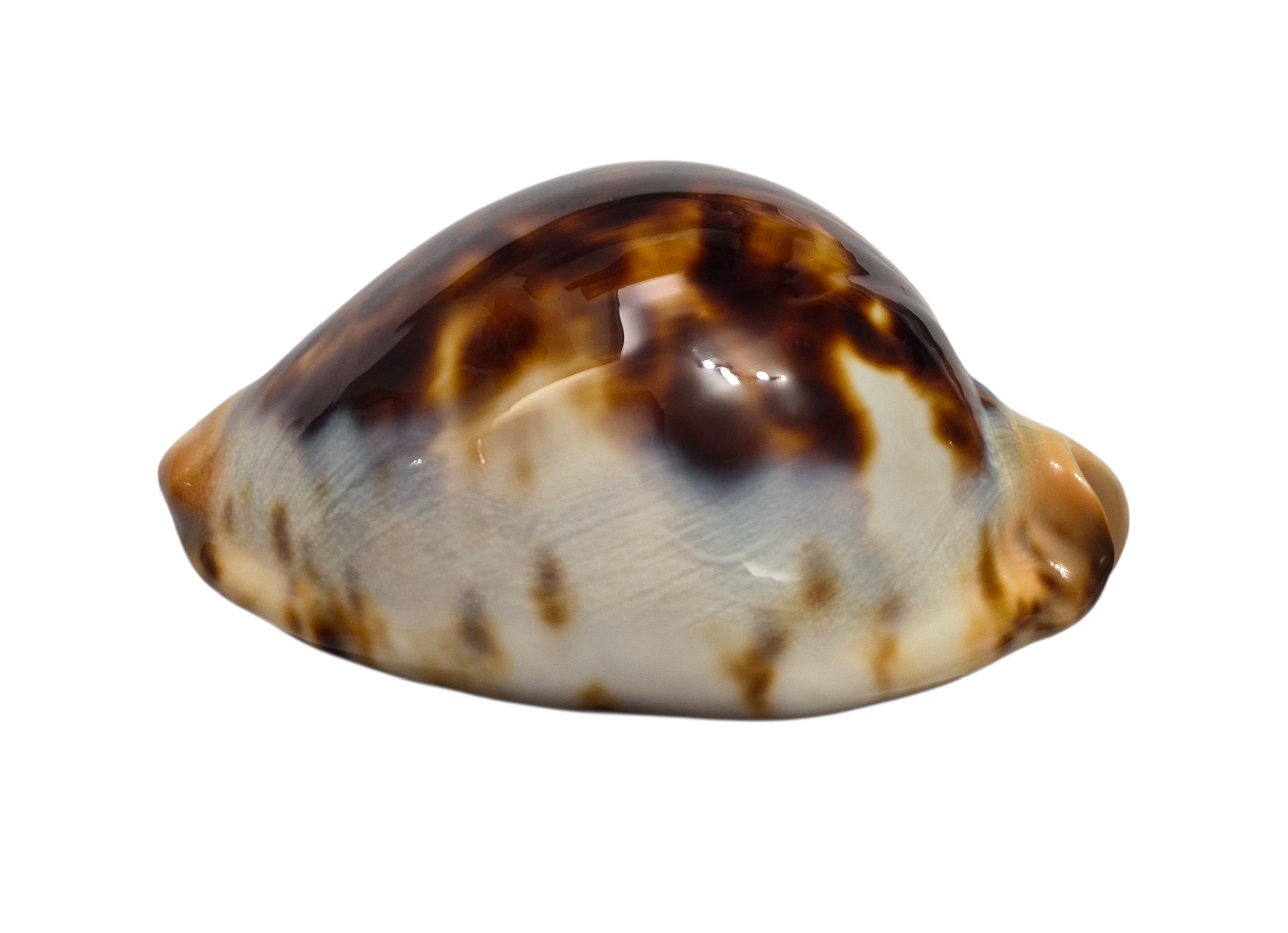 BC481 Zoila jeaniana jeaniana - HUGE ROV BEAUTY - Image 6
