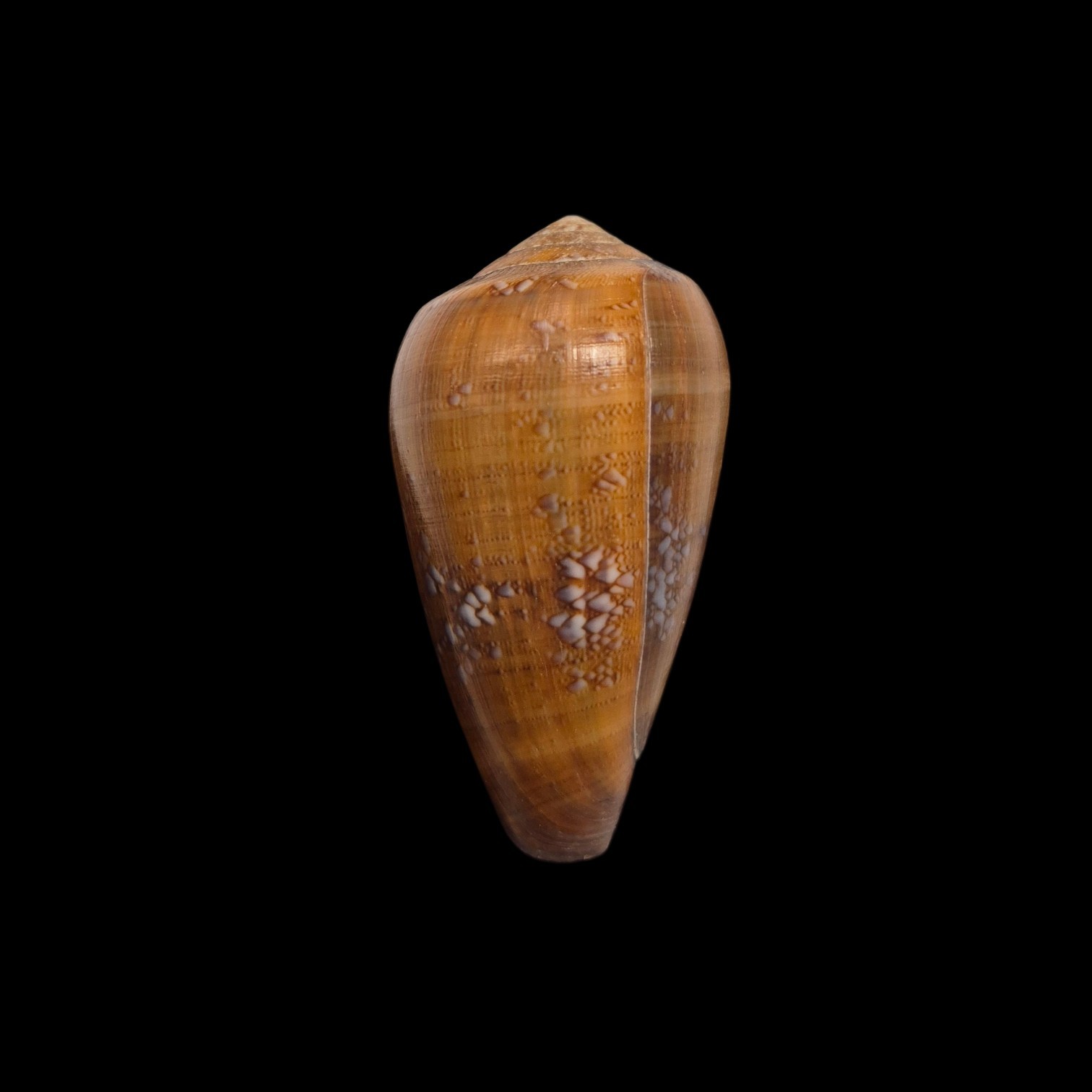 BC536 Conus pseudoracemosus