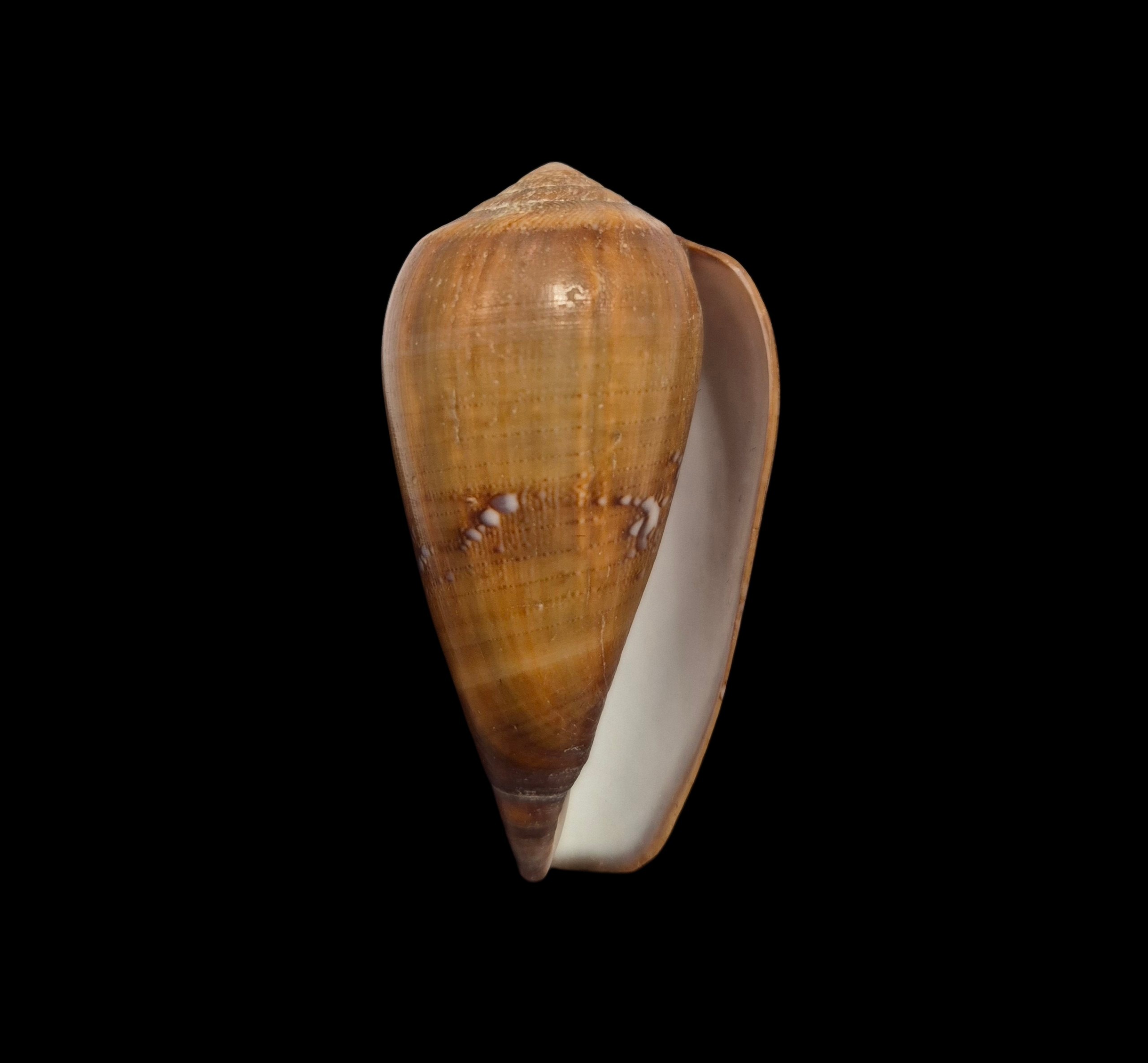 BC536 Conus pseudoracemosus - Image 2