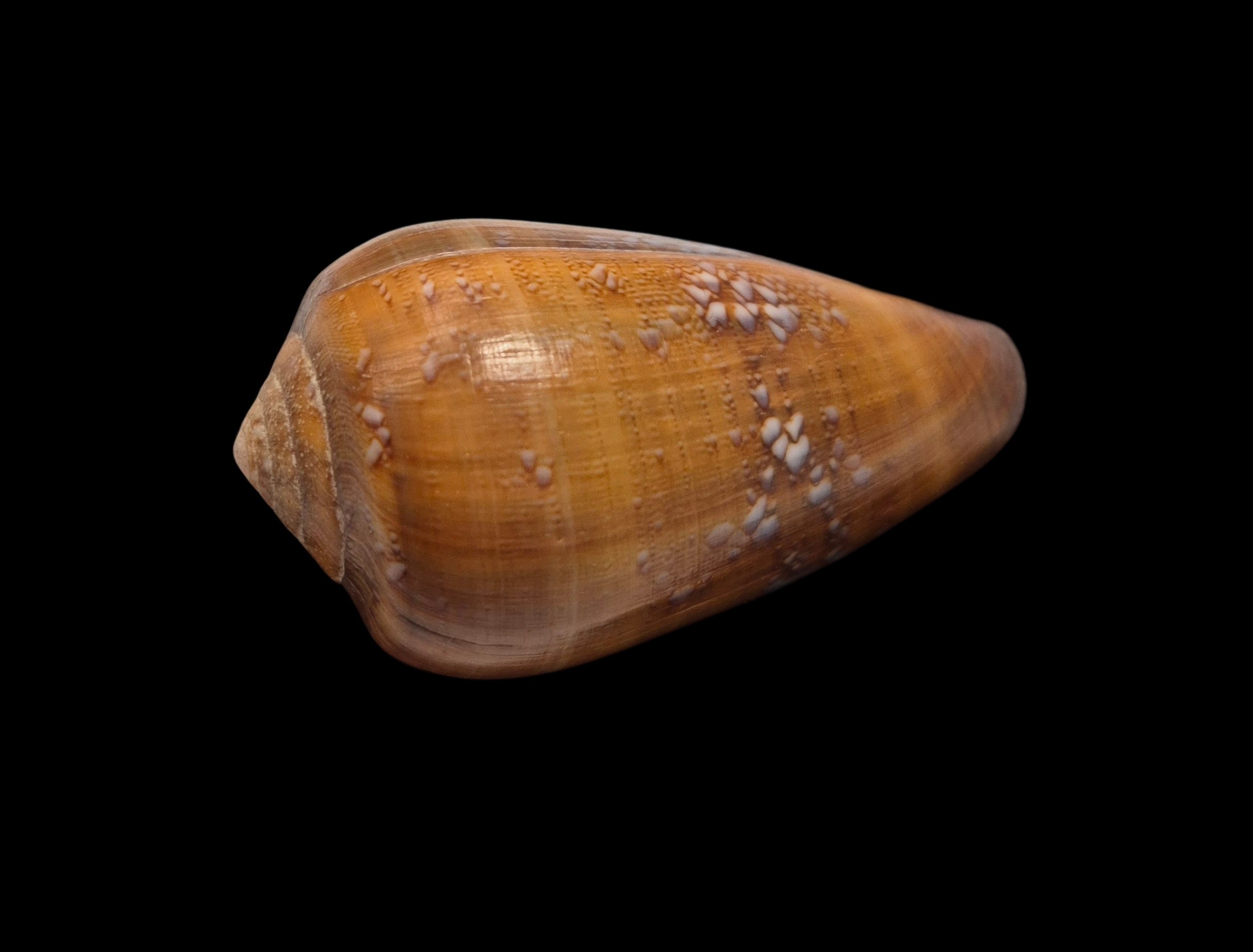 BC536 Conus pseudoracemosus - Image 3