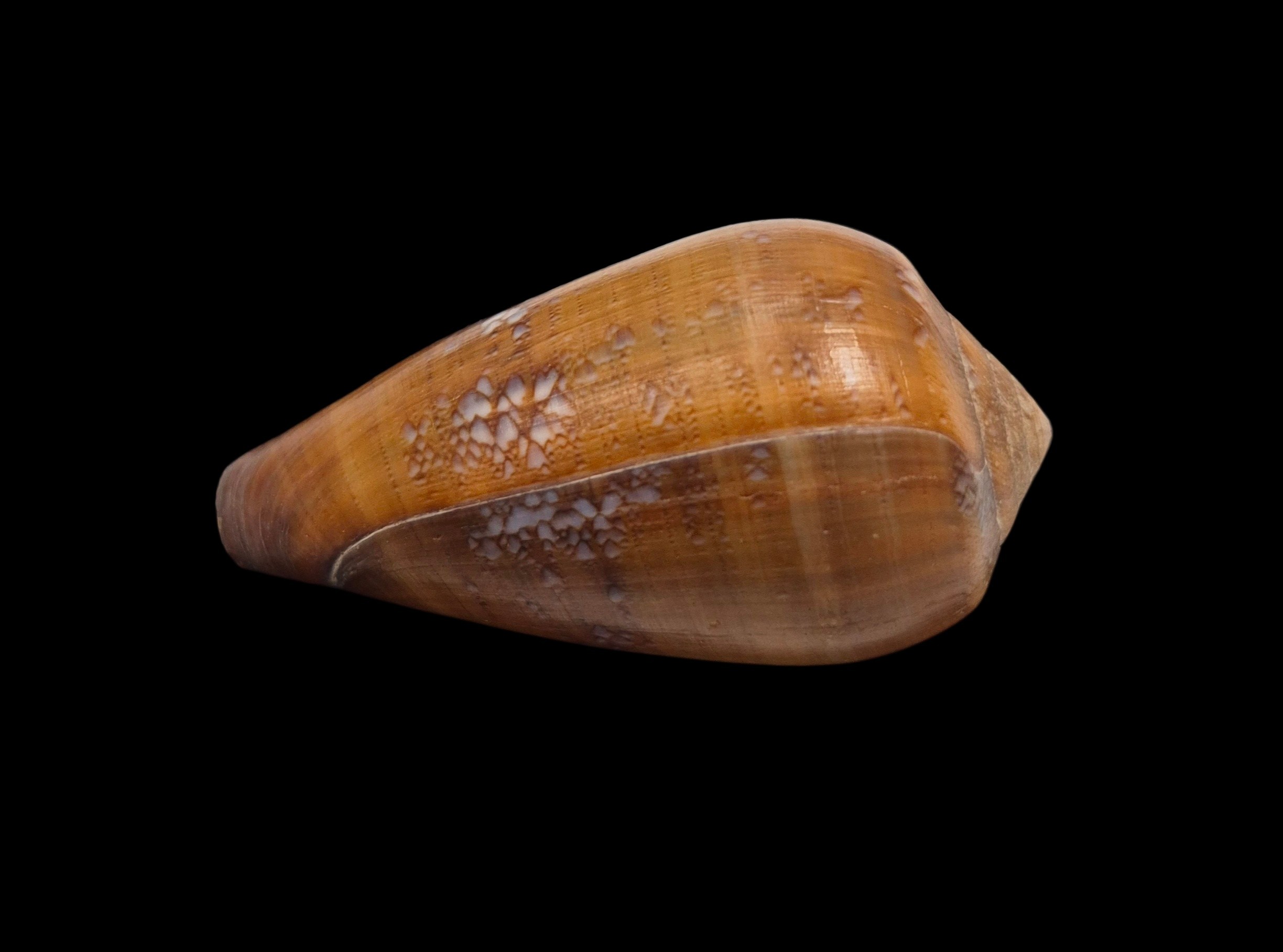 BC536 Conus pseudoracemosus - Image 4