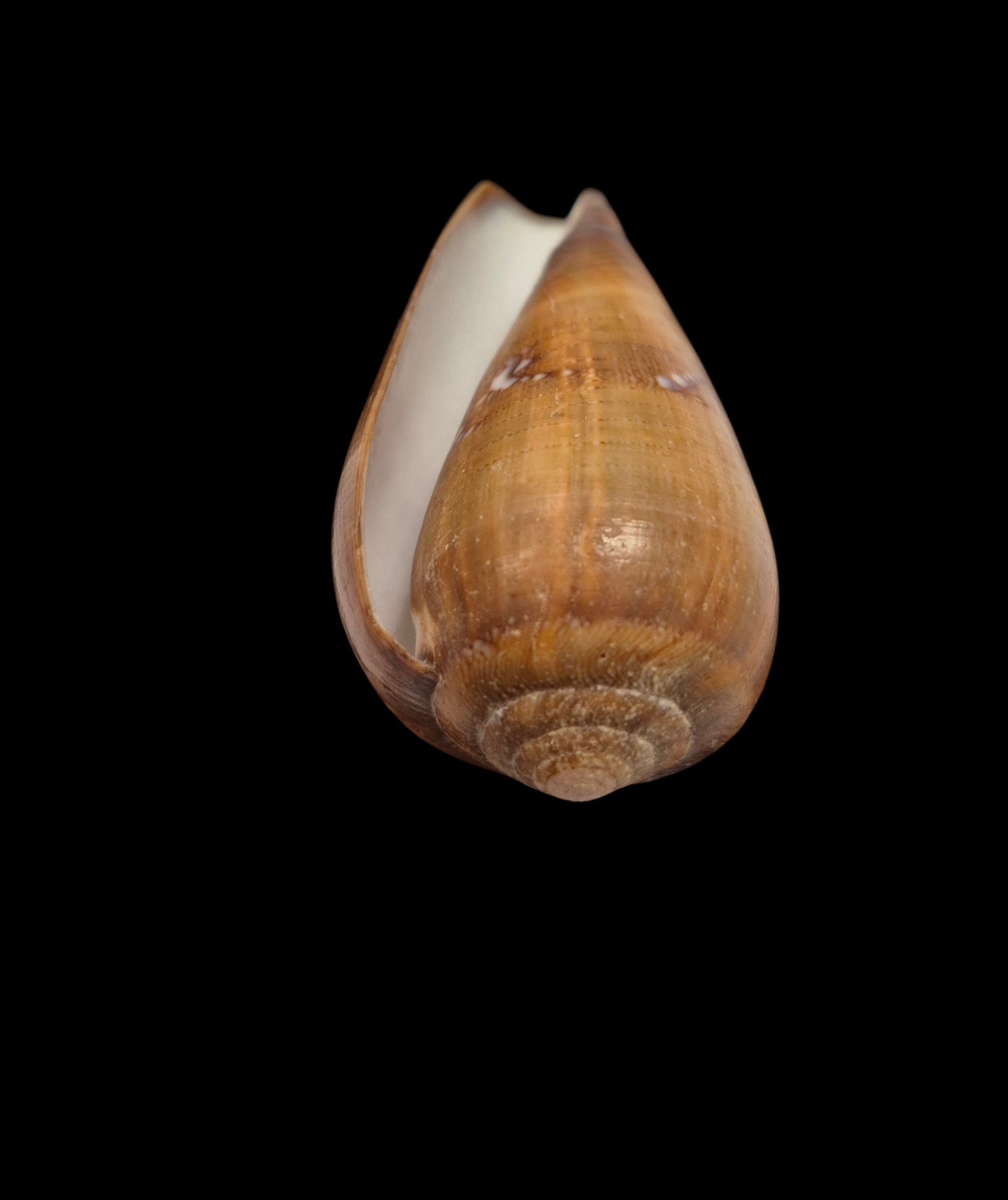 BC536 Conus pseudoracemosus - Image 5