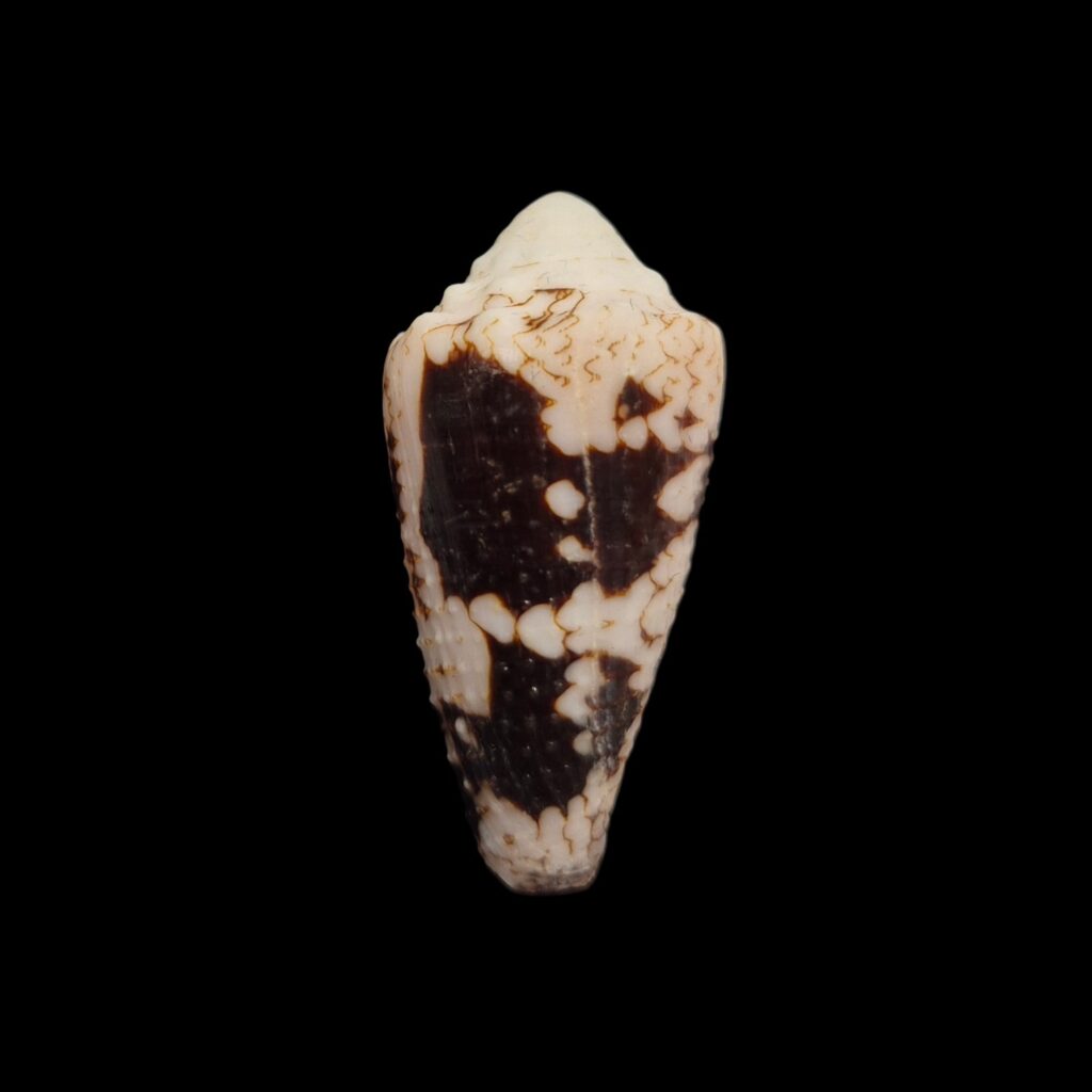 BC540 Conus nocturnus f. deburghiae
