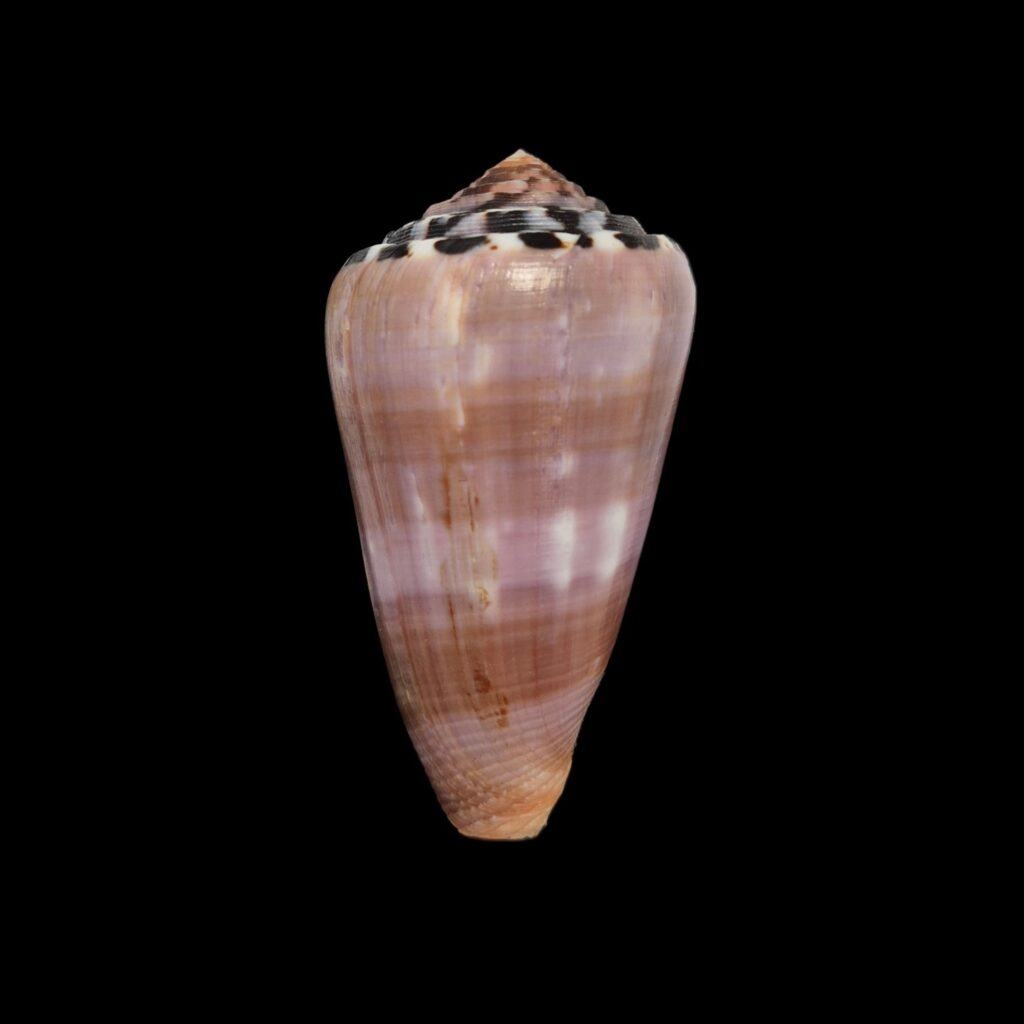 BC417 Conus gauguini w/o - SELECTED BEAUTY
