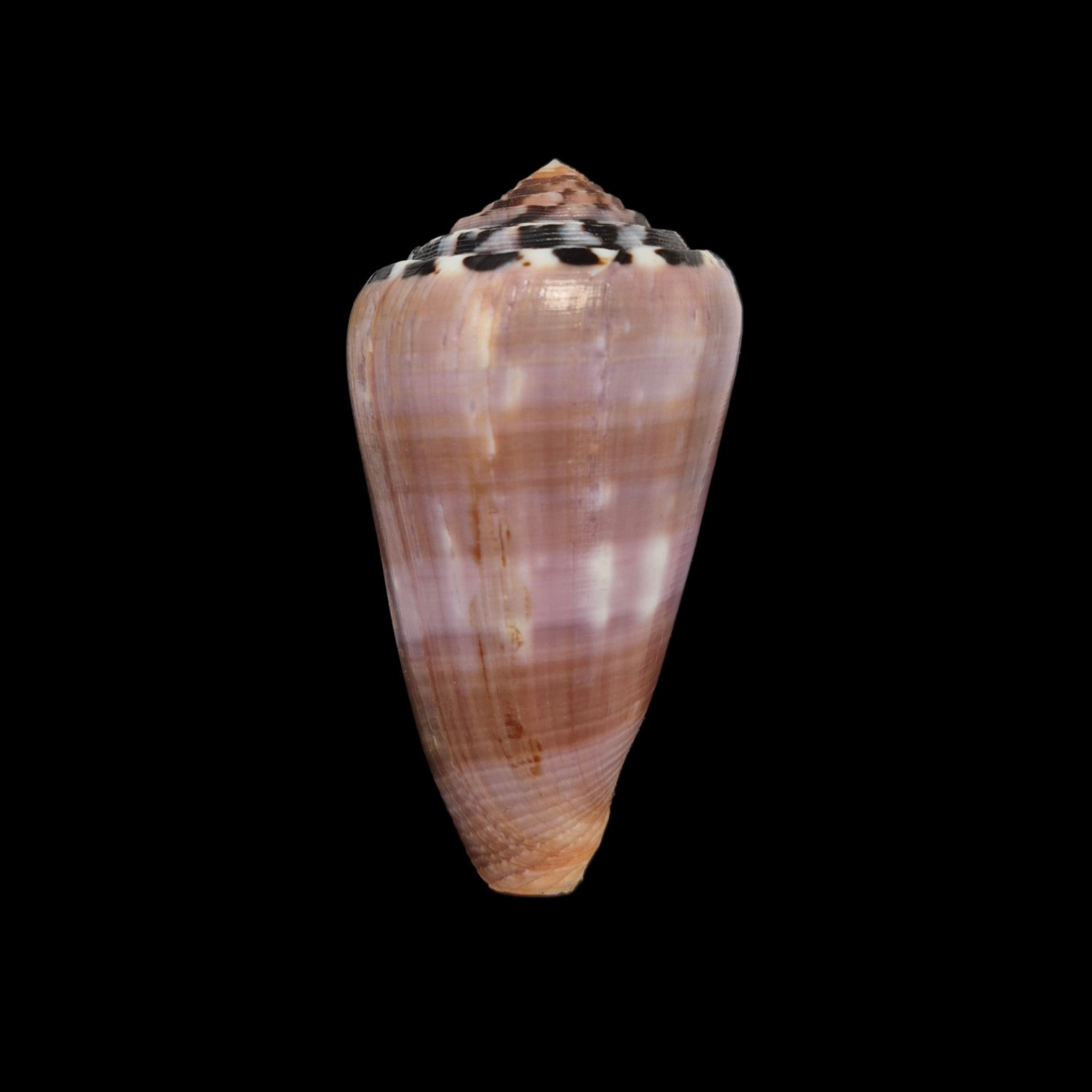 BC417 Conus gauguini w/o - SELECTED BEAUTY