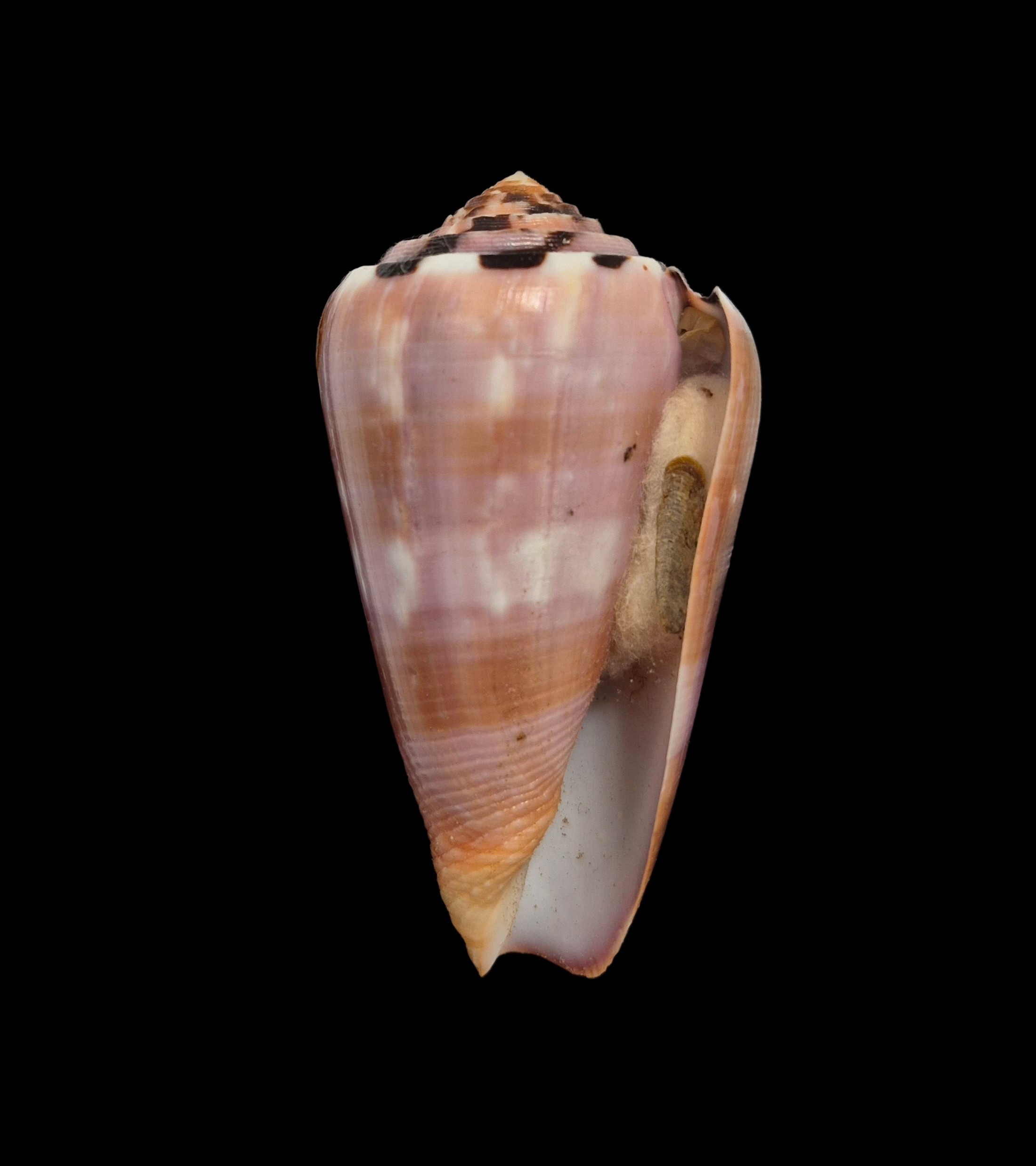 BC417 Conus gauguini w/o - SELECTED BEAUTY - Image 2