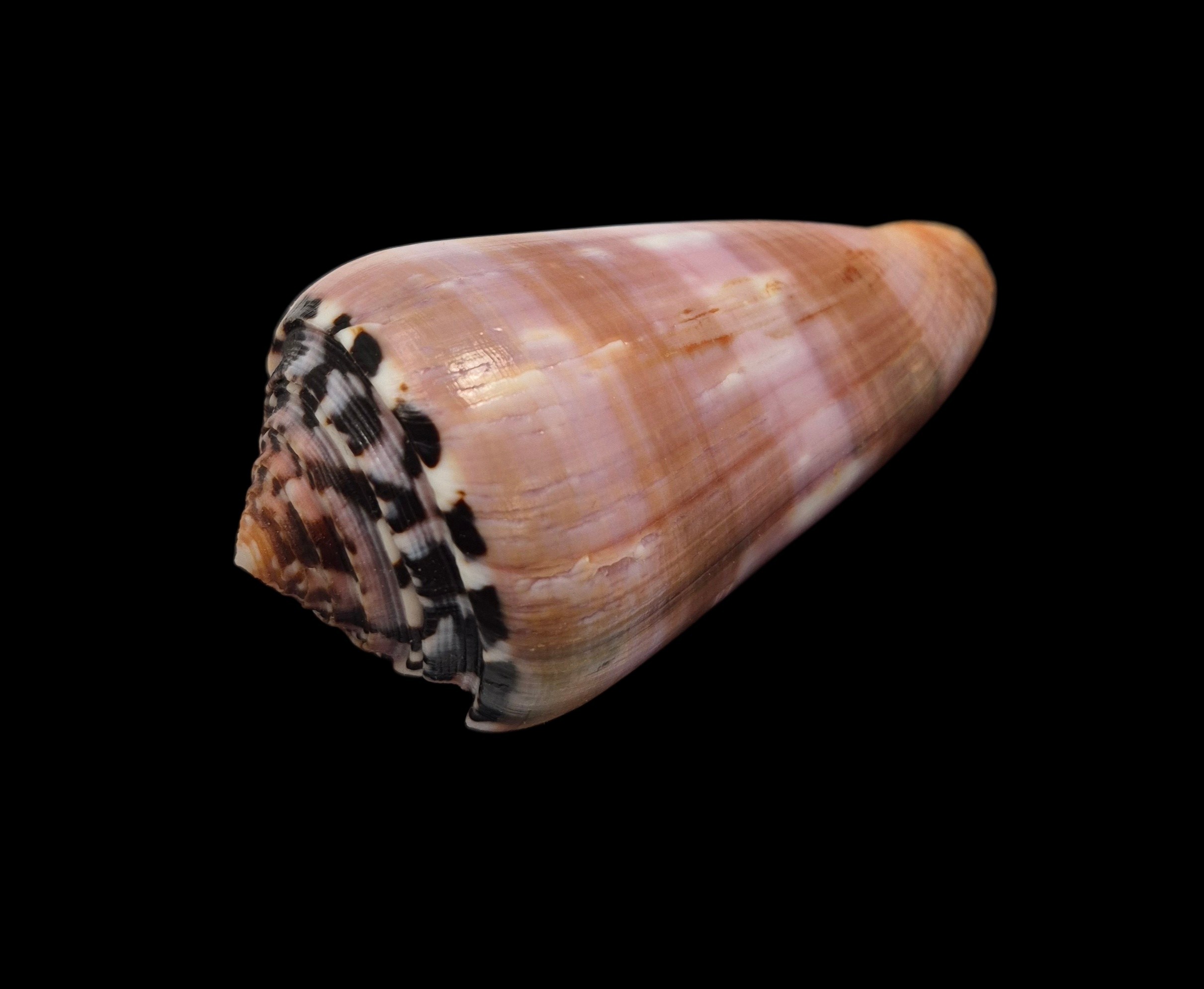 BC417 Conus gauguini w/o - SELECTED BEAUTY - Image 3