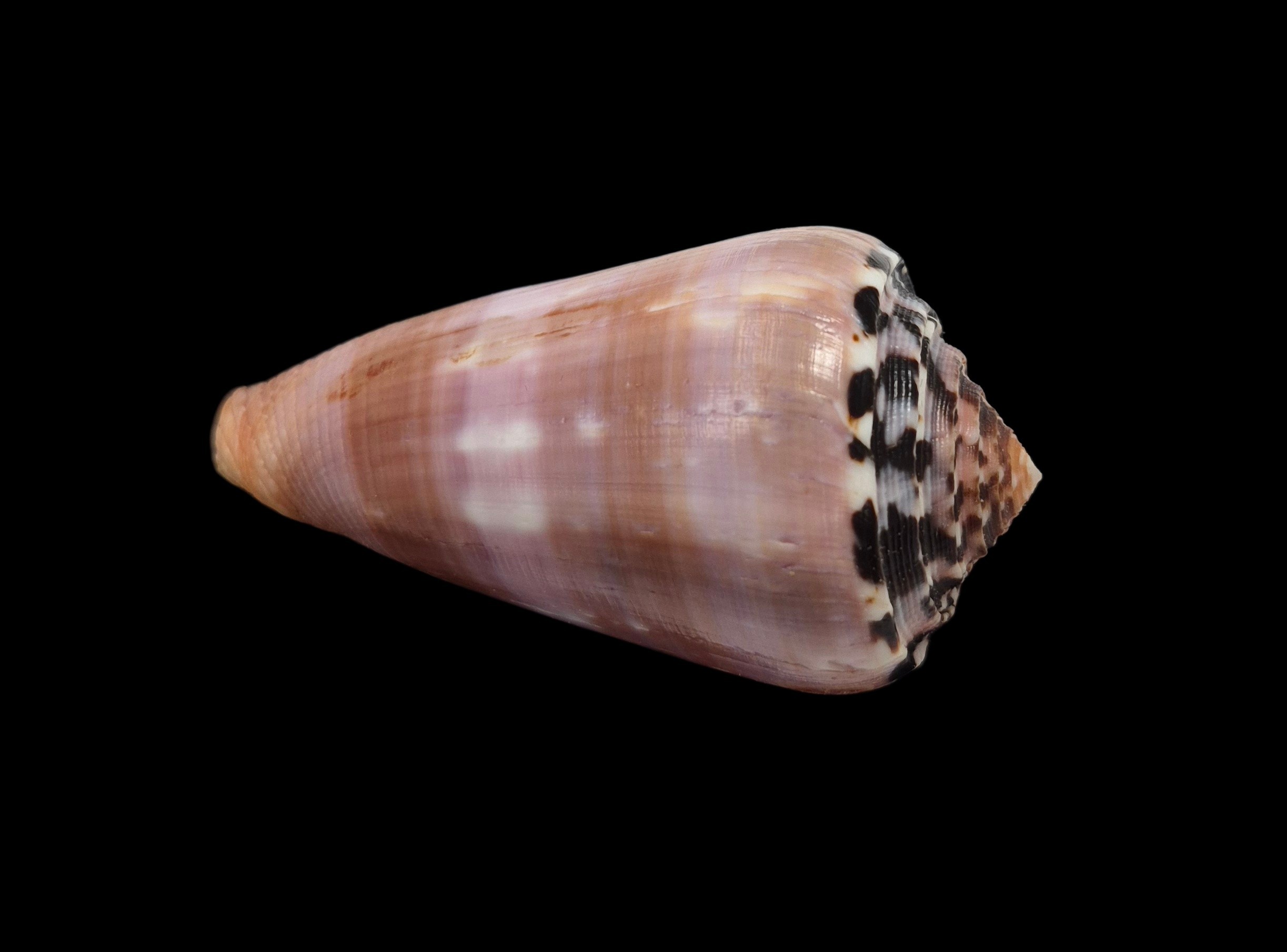 BC417 Conus gauguini w/o - SELECTED BEAUTY - Image 4