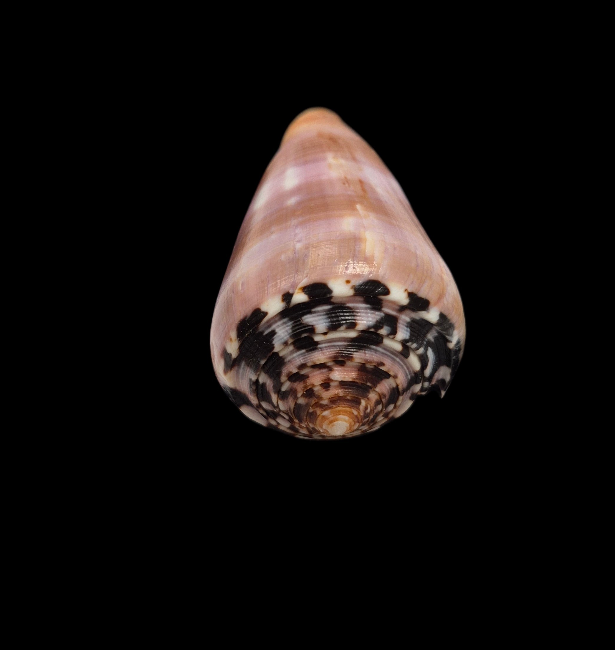 BC417 Conus gauguini w/o - SELECTED BEAUTY - Image 5