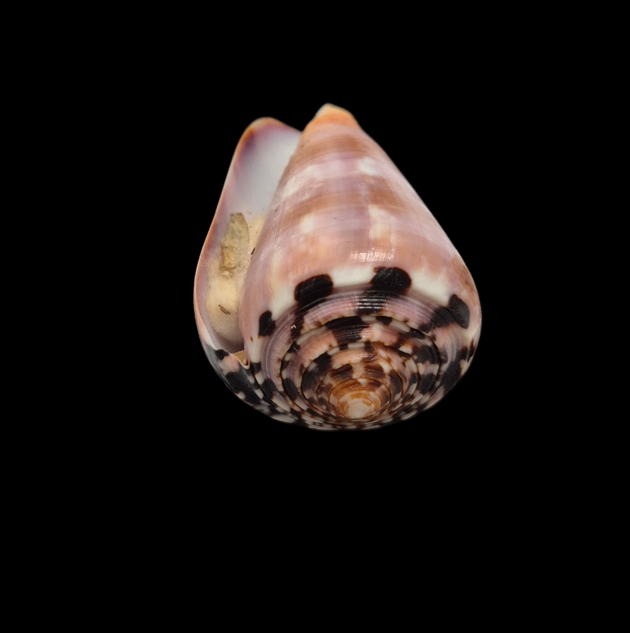 BC417 Conus gauguini w/o - SELECTED BEAUTY - Image 6