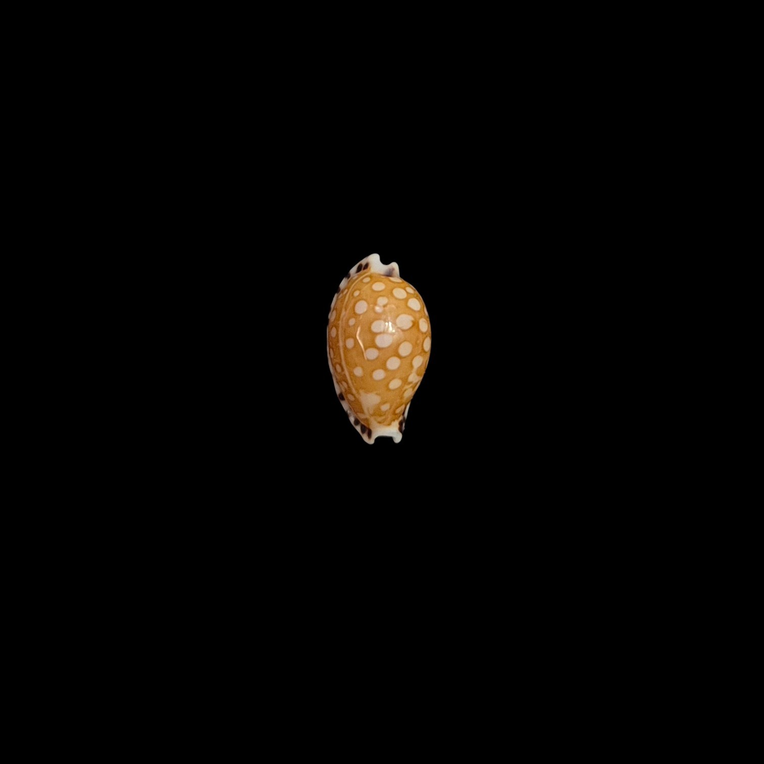 BC561 Cribrarula astaryi