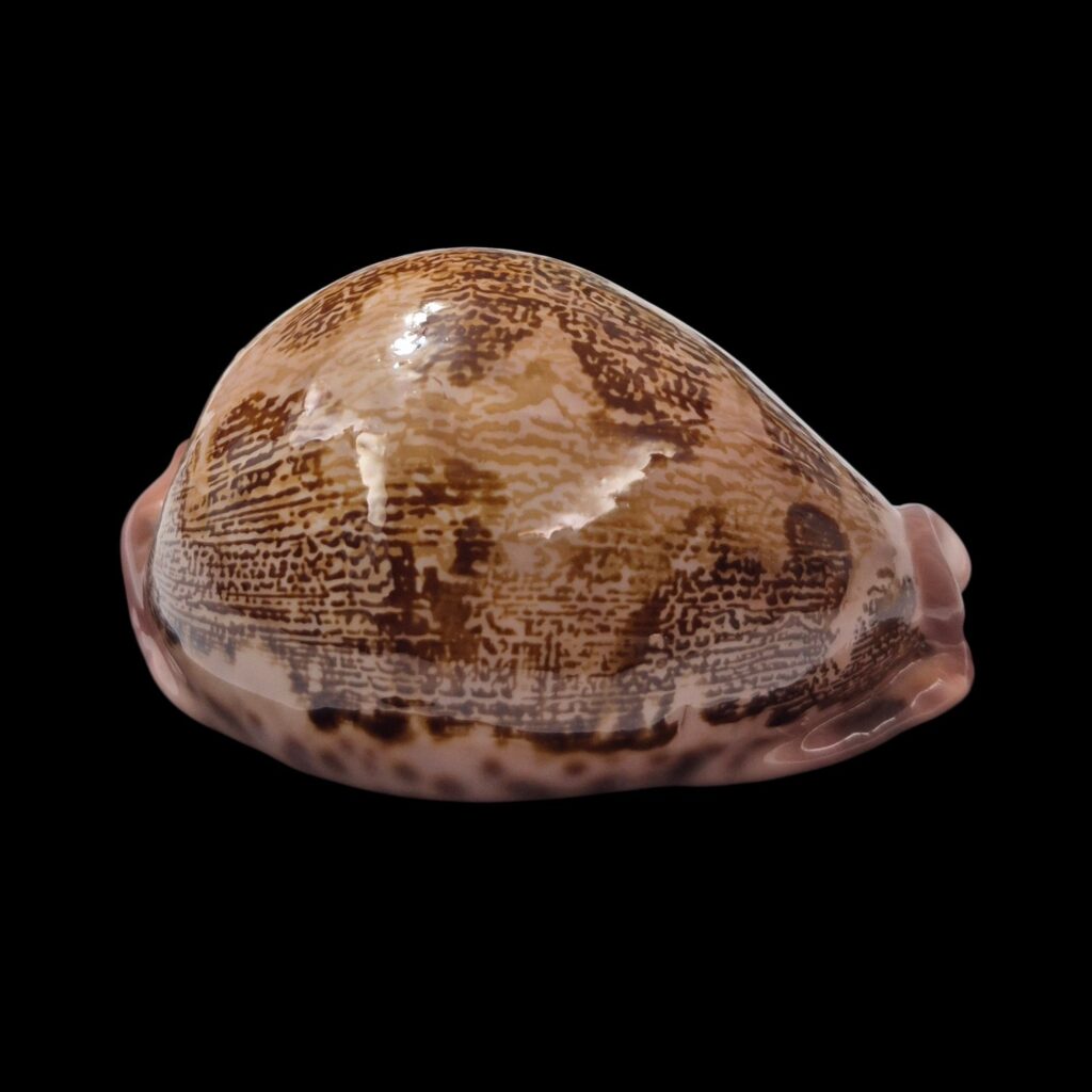 BC562 Leporicypraea mappa rosea singularis - TOP QUALITY
