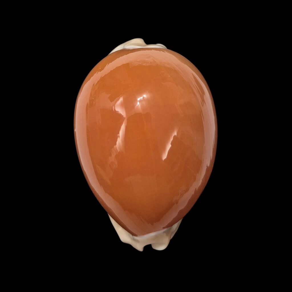 BC138 Callistocypraea aurantium - VERY SELECTED