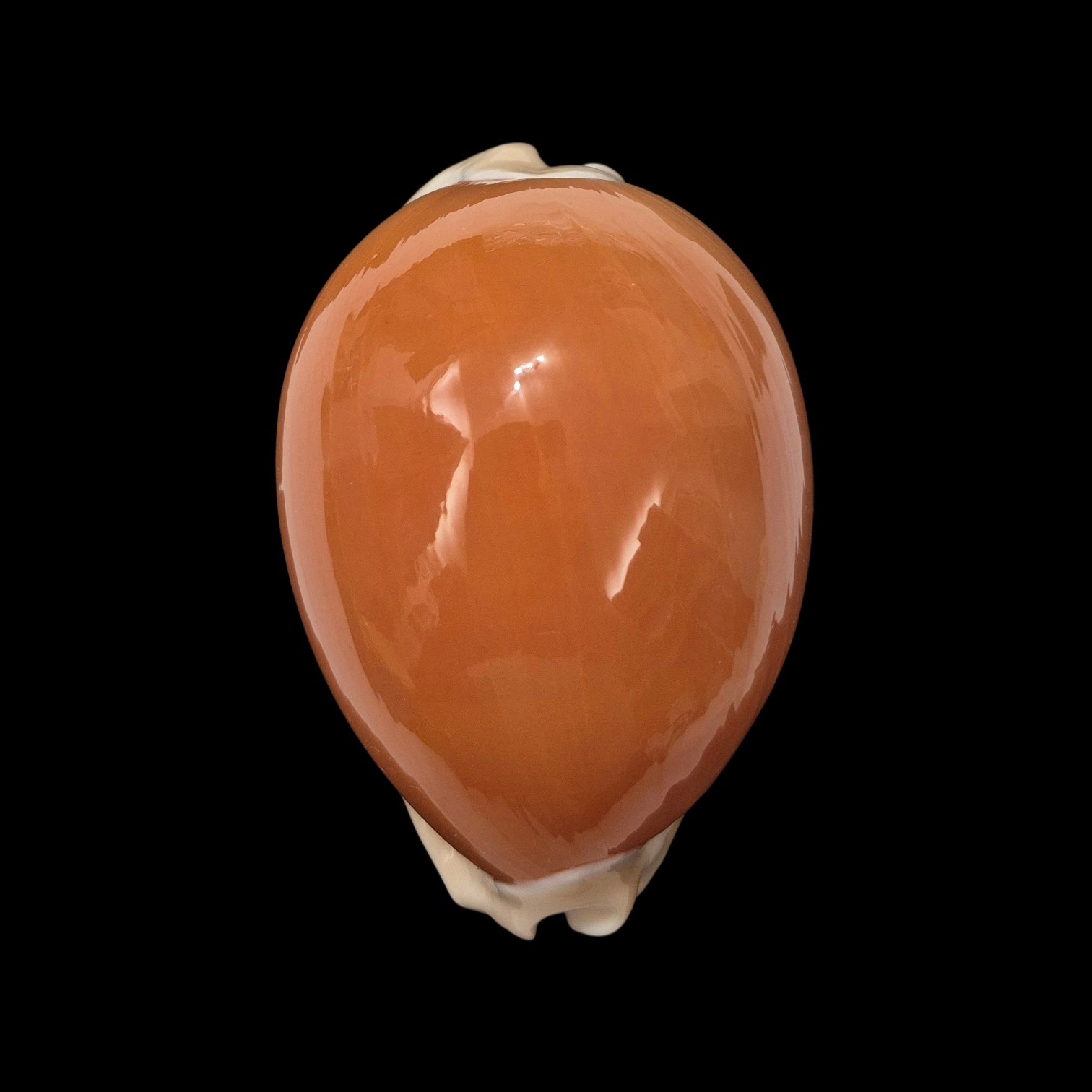 BC138 Callistocypraea aurantium - VERY SELECTED