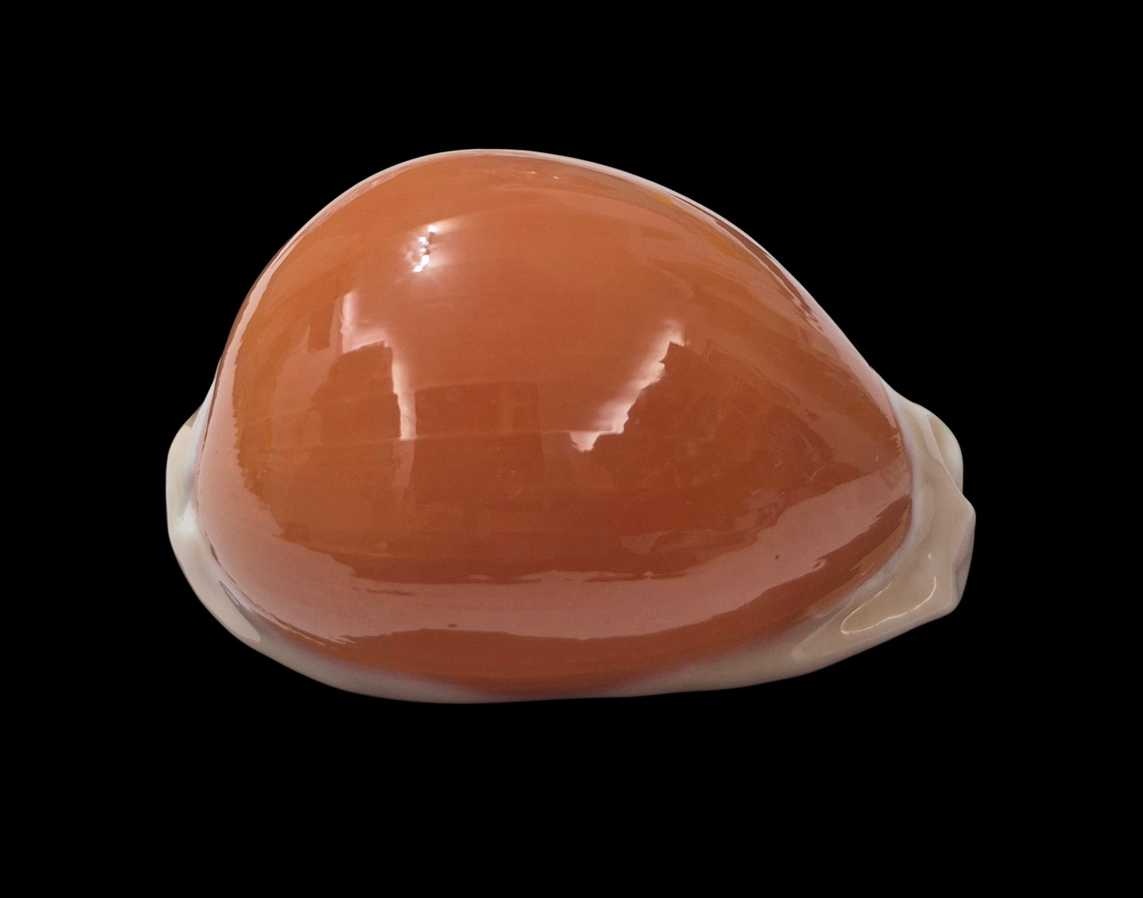 BC138 Callistocypraea aurantium - VERY SELECTED - Image 2