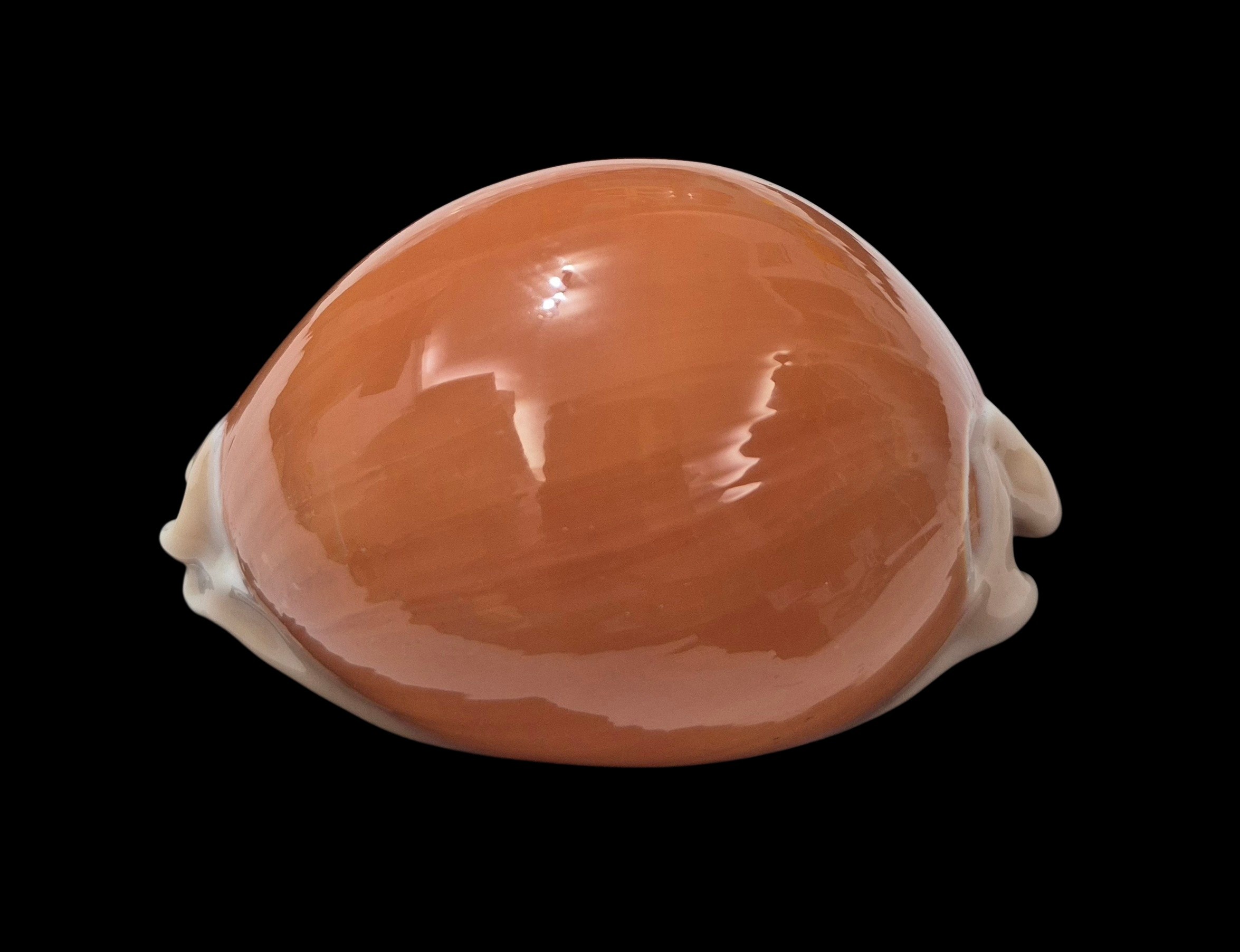 BC138 Callistocypraea aurantium - VERY SELECTED - Image 3