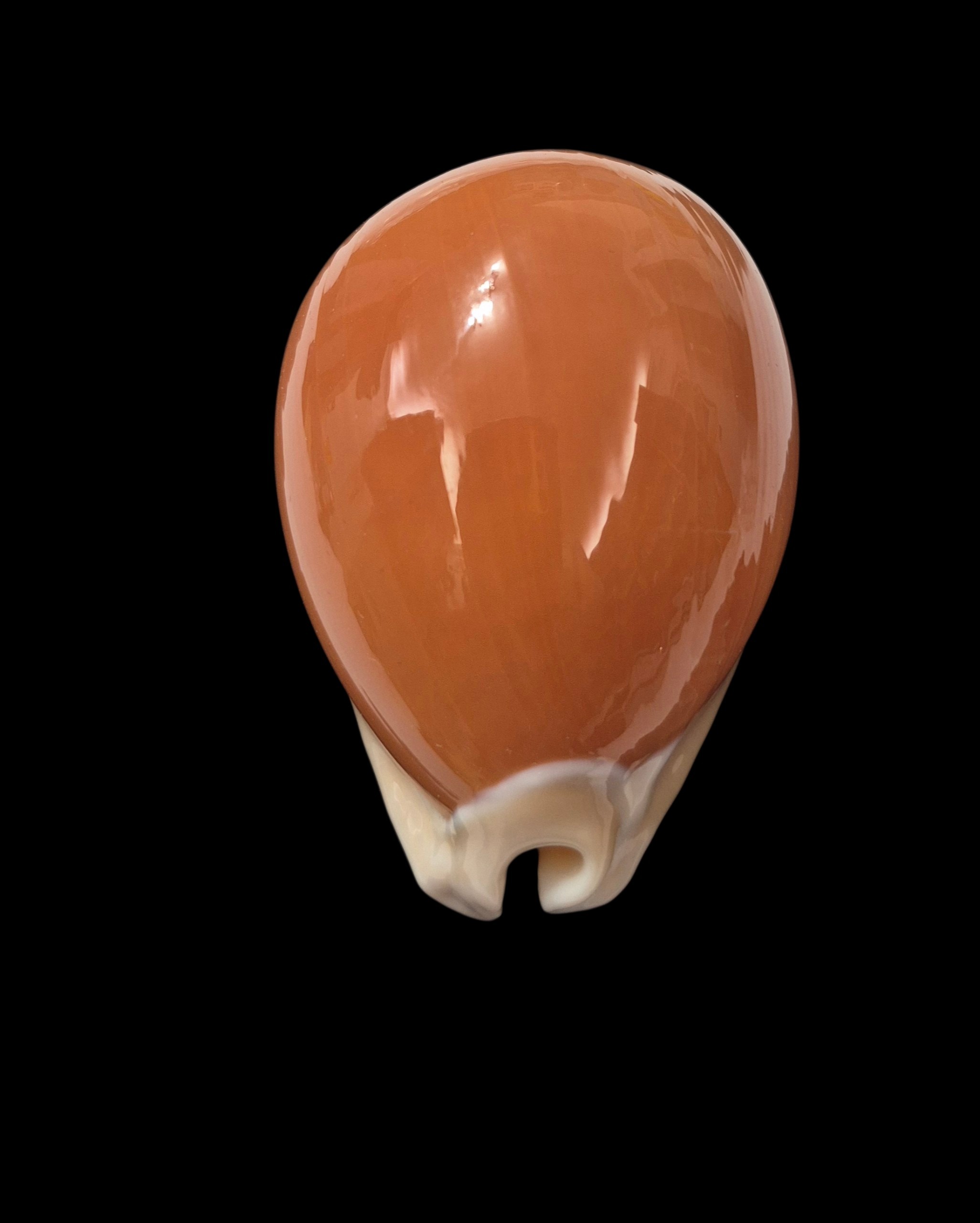 BC138 Callistocypraea aurantium - VERY SELECTED - Image 5