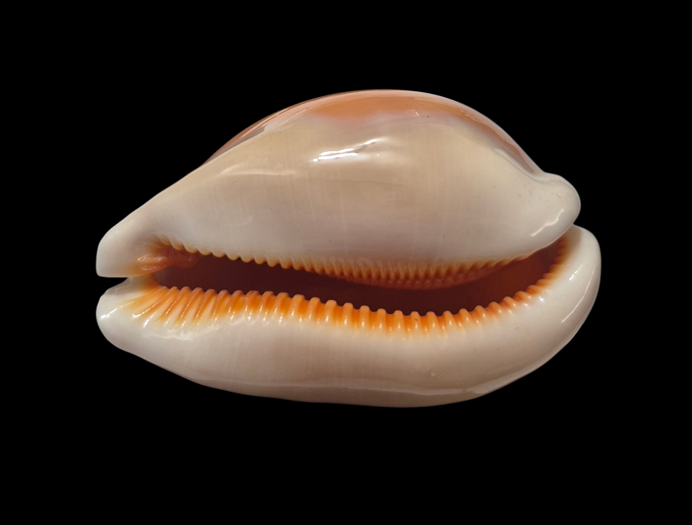 BC138 Callistocypraea aurantium - VERY SELECTED - Image 6