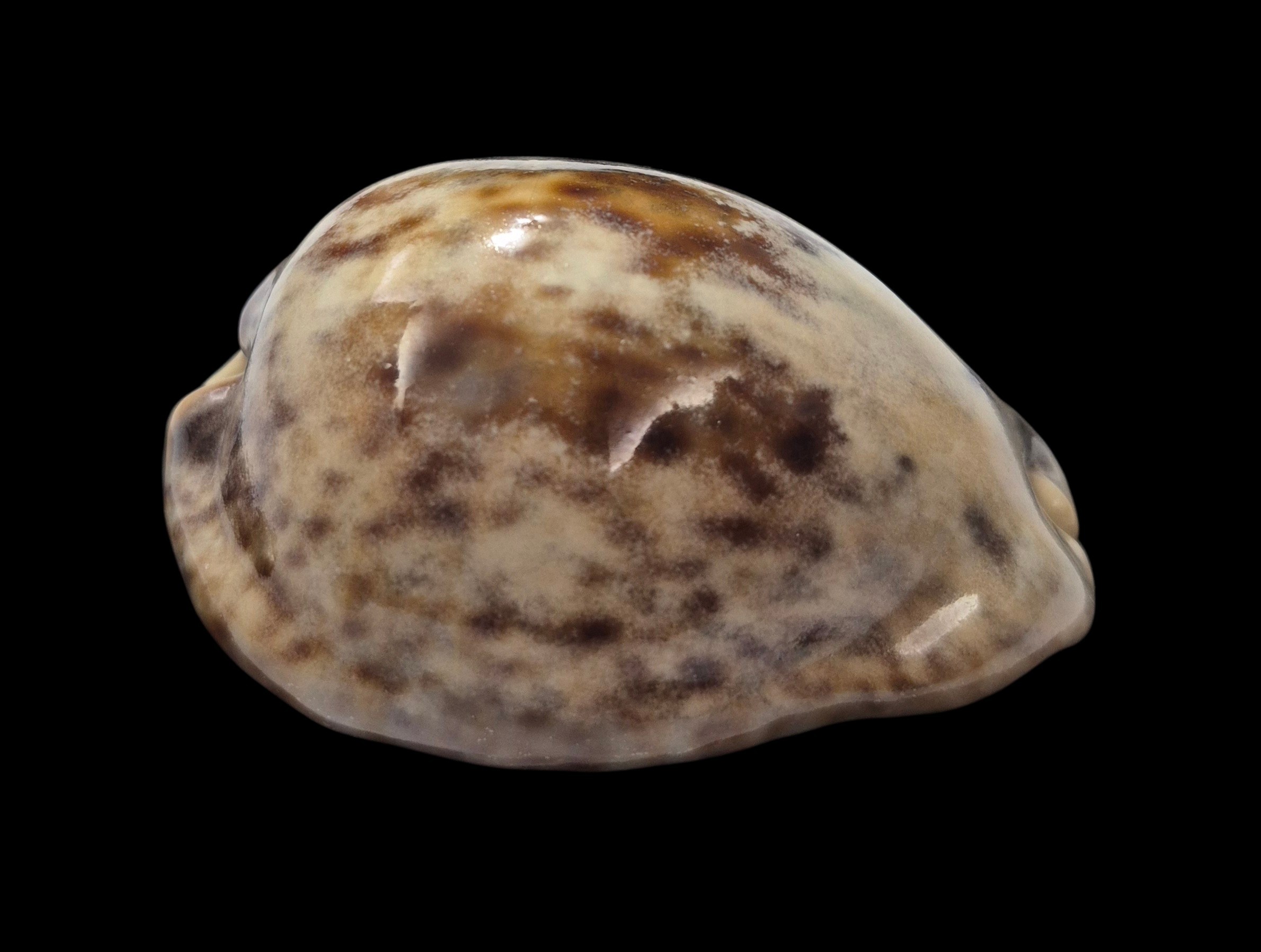 BC564 Trona stercoraria - GREAT COLORS - Image 2