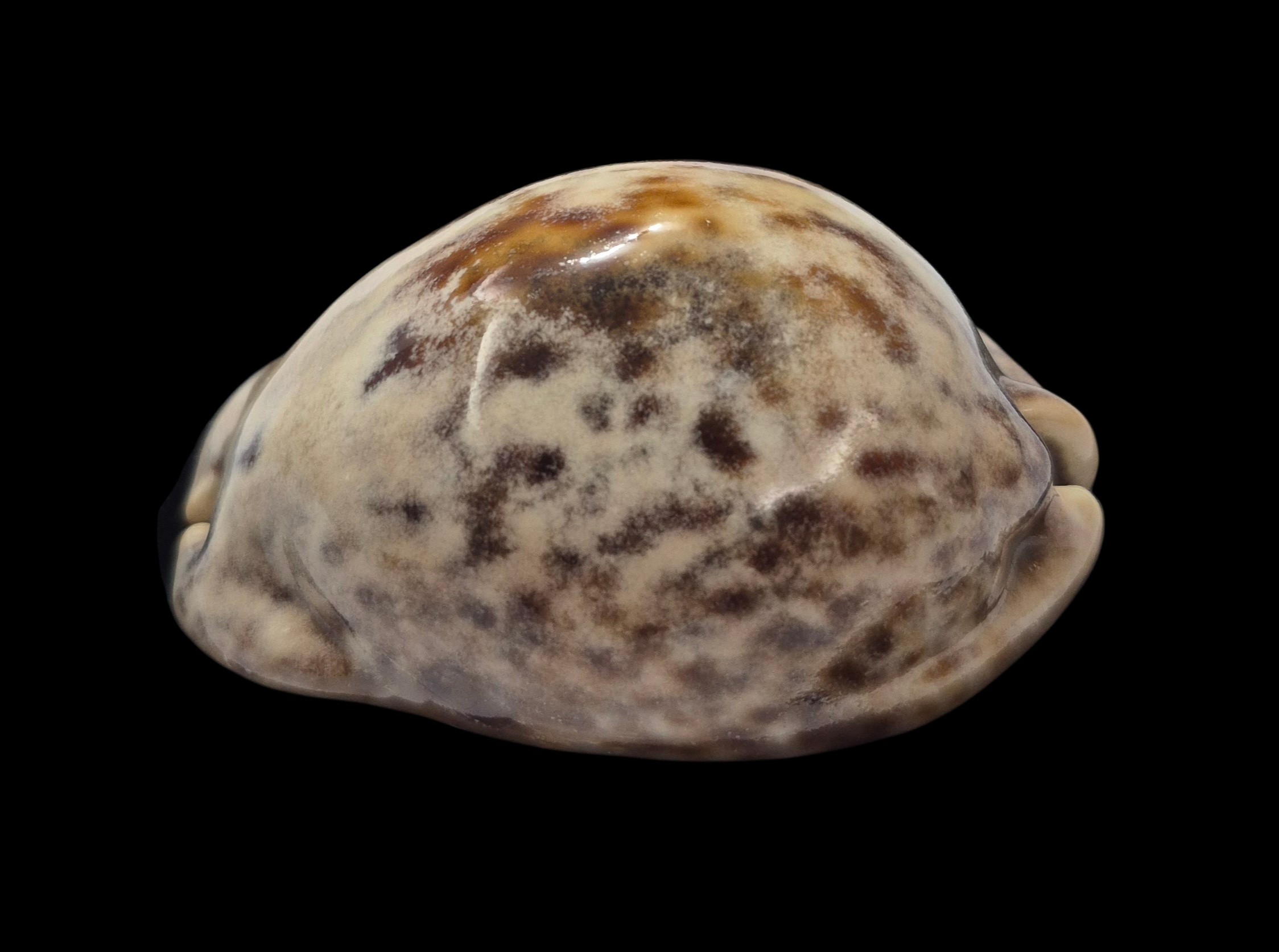 BC564 Trona stercoraria - GREAT COLORS - Image 3