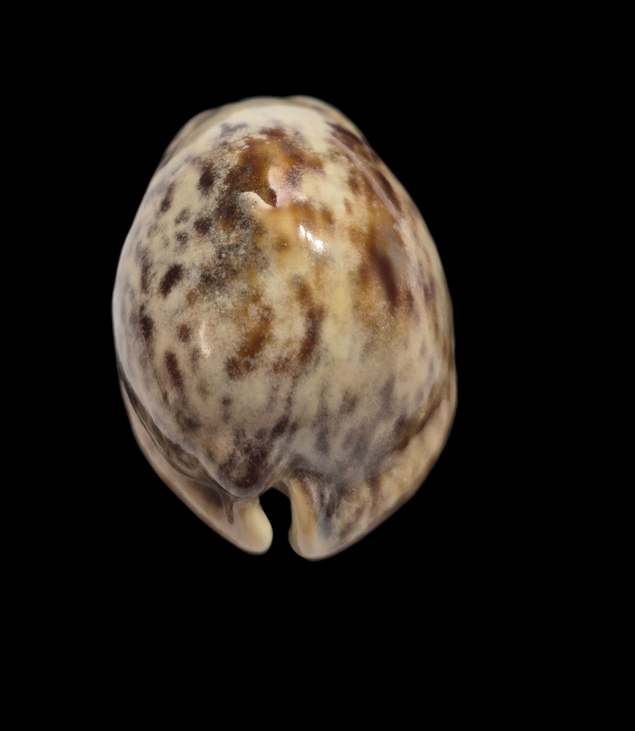 BC564 Trona stercoraria - GREAT COLORS - Image 4