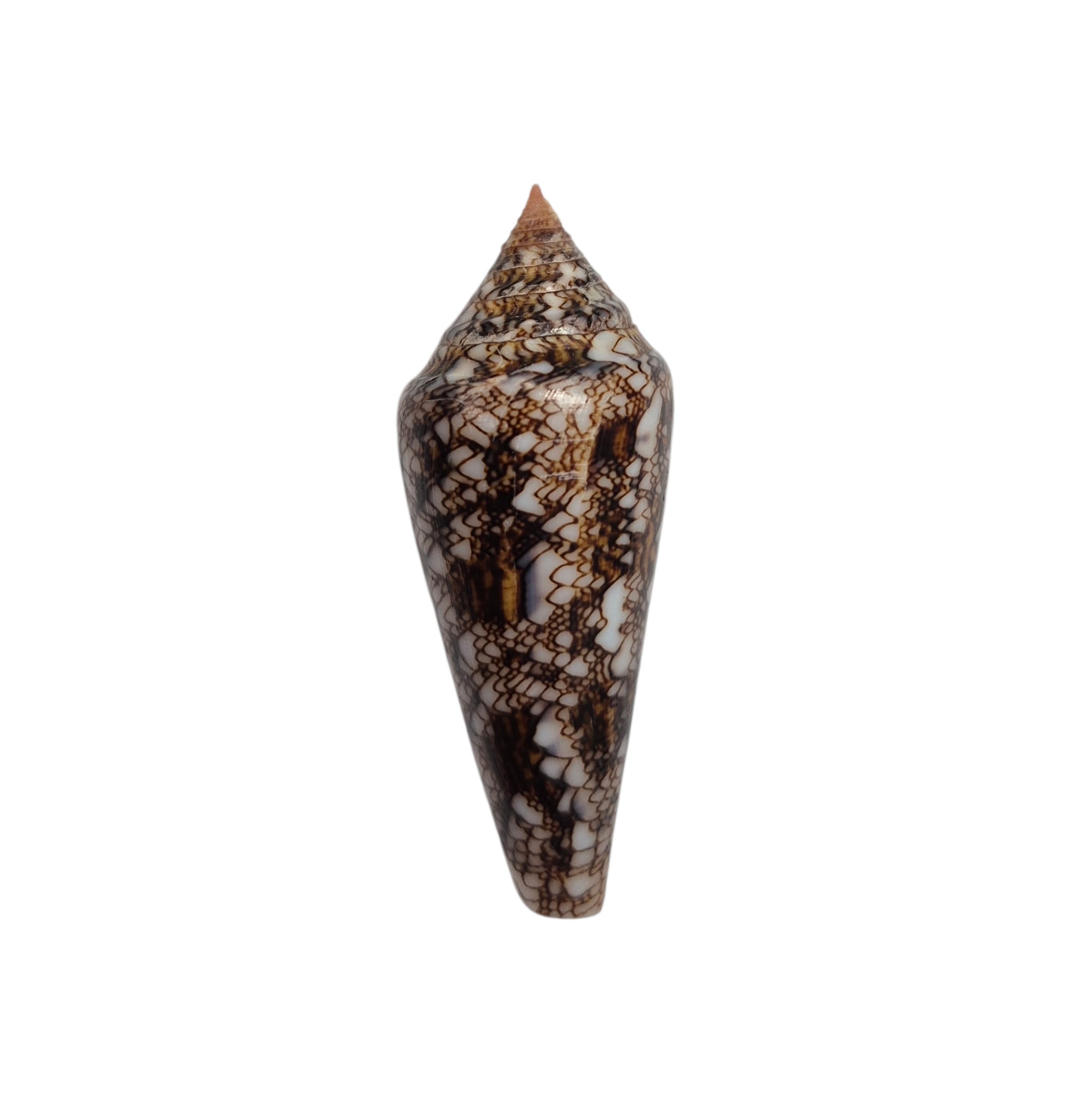 BC565 Conus gloriamaris - LITTLE JEWEL
