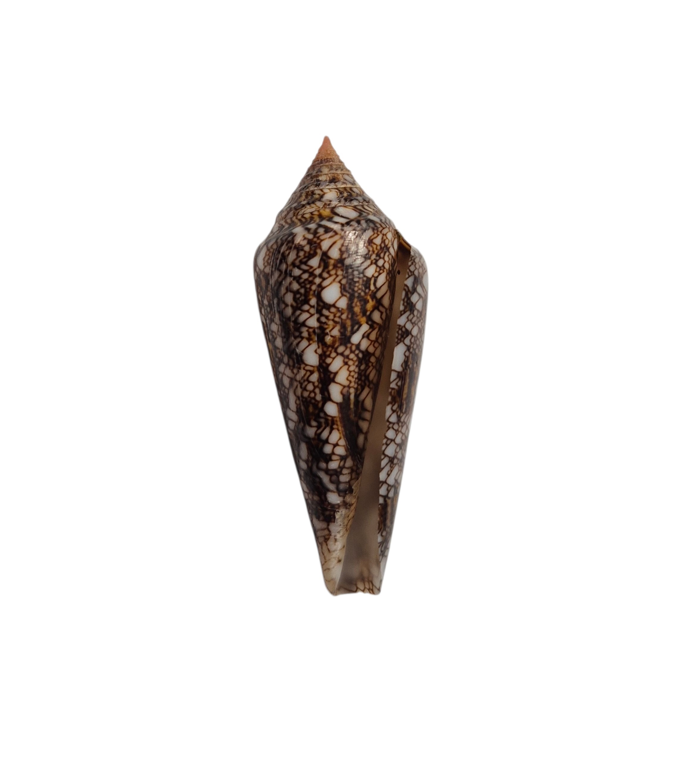 BC565 Conus gloriamaris - LITTLE JEWEL - Image 2