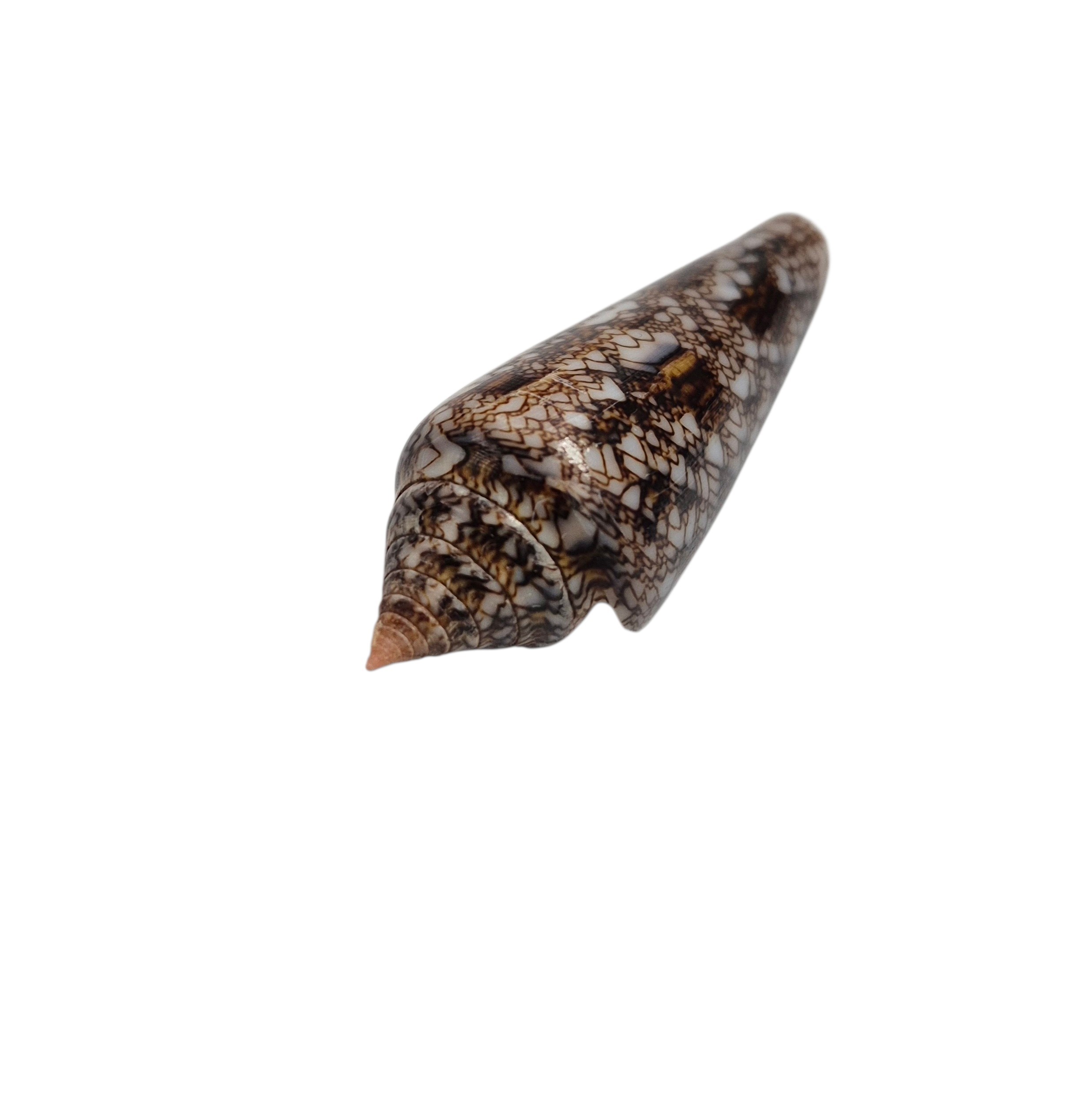 BC565 Conus gloriamaris - LITTLE JEWEL - Image 3