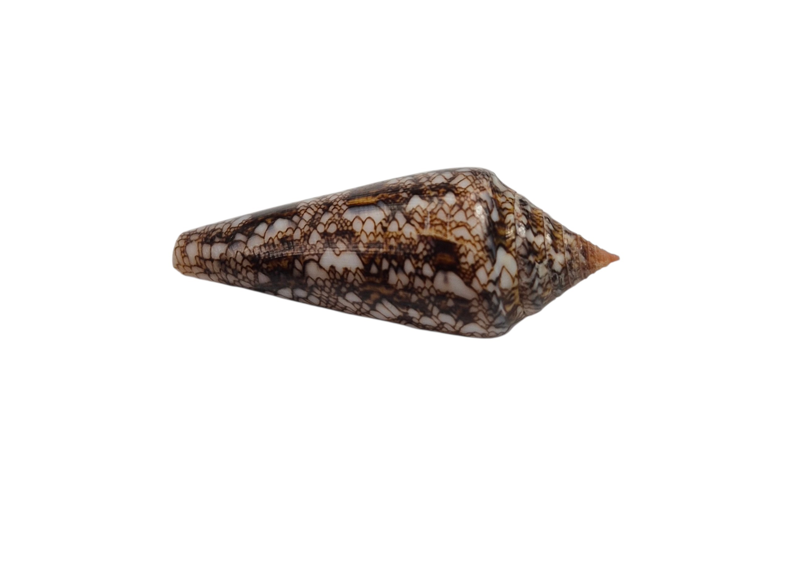 BC565 Conus gloriamaris - LITTLE JEWEL - Image 4