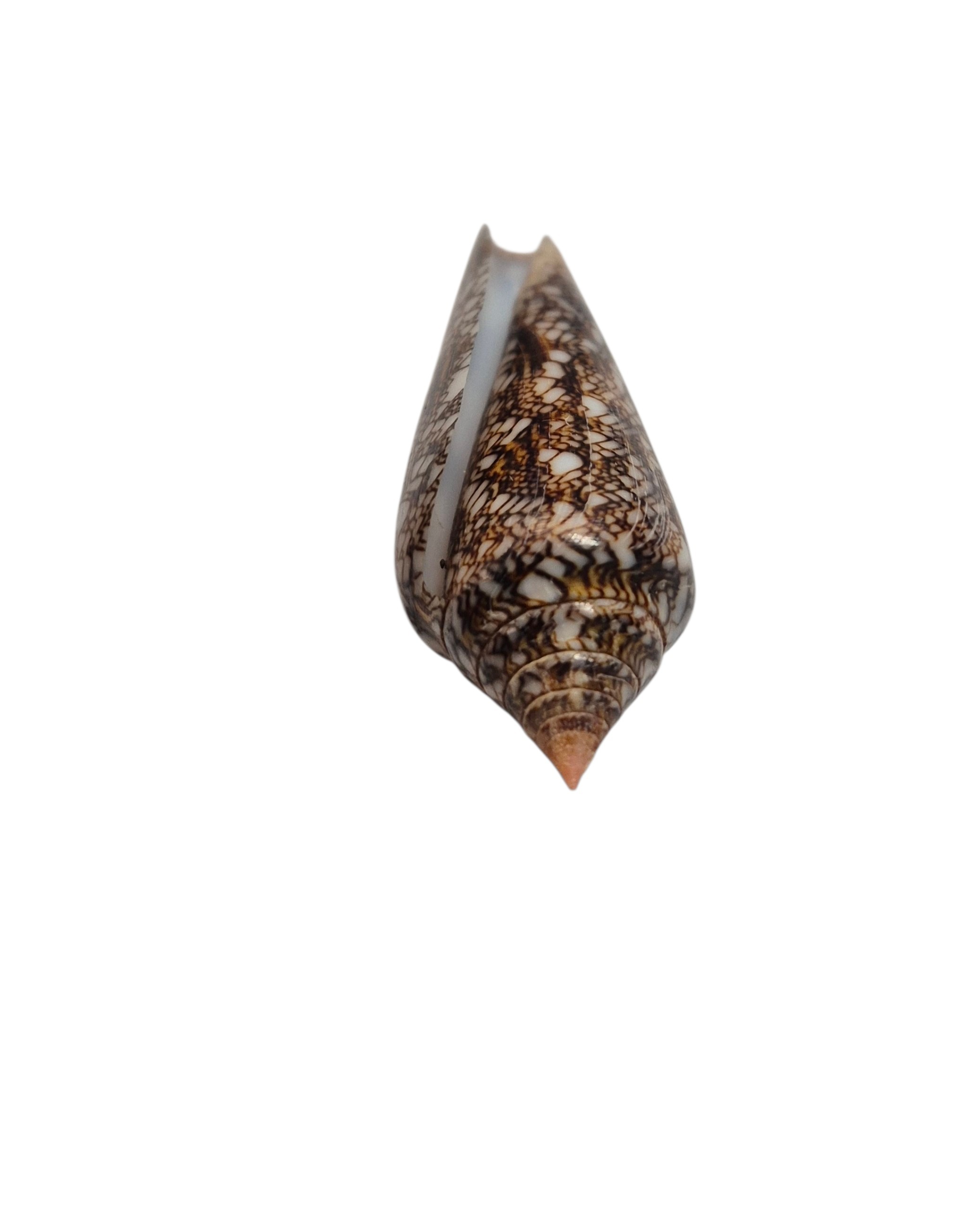 BC565 Conus gloriamaris - LITTLE JEWEL - Image 5