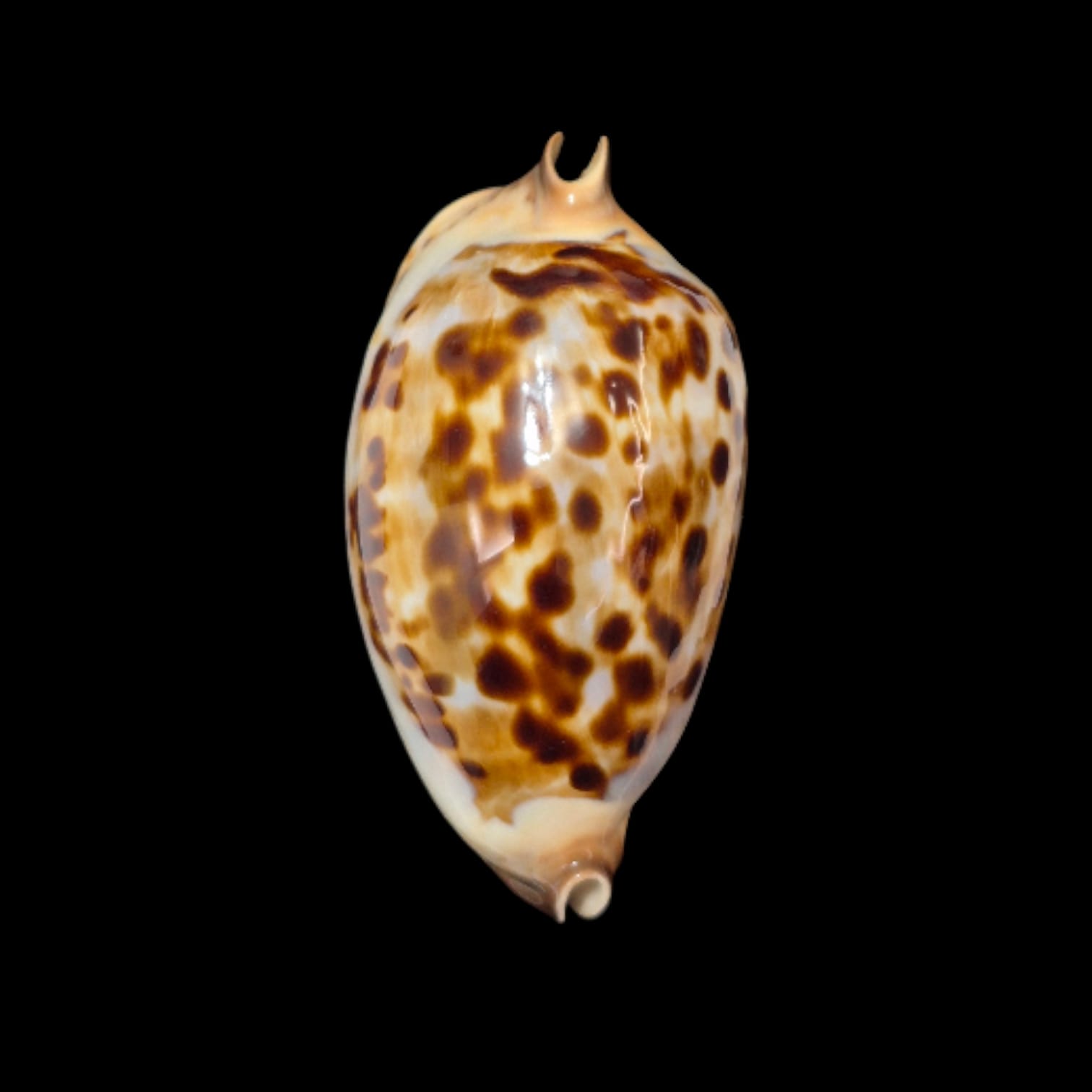 BC294 Zoila friendii thalamega - Image 2