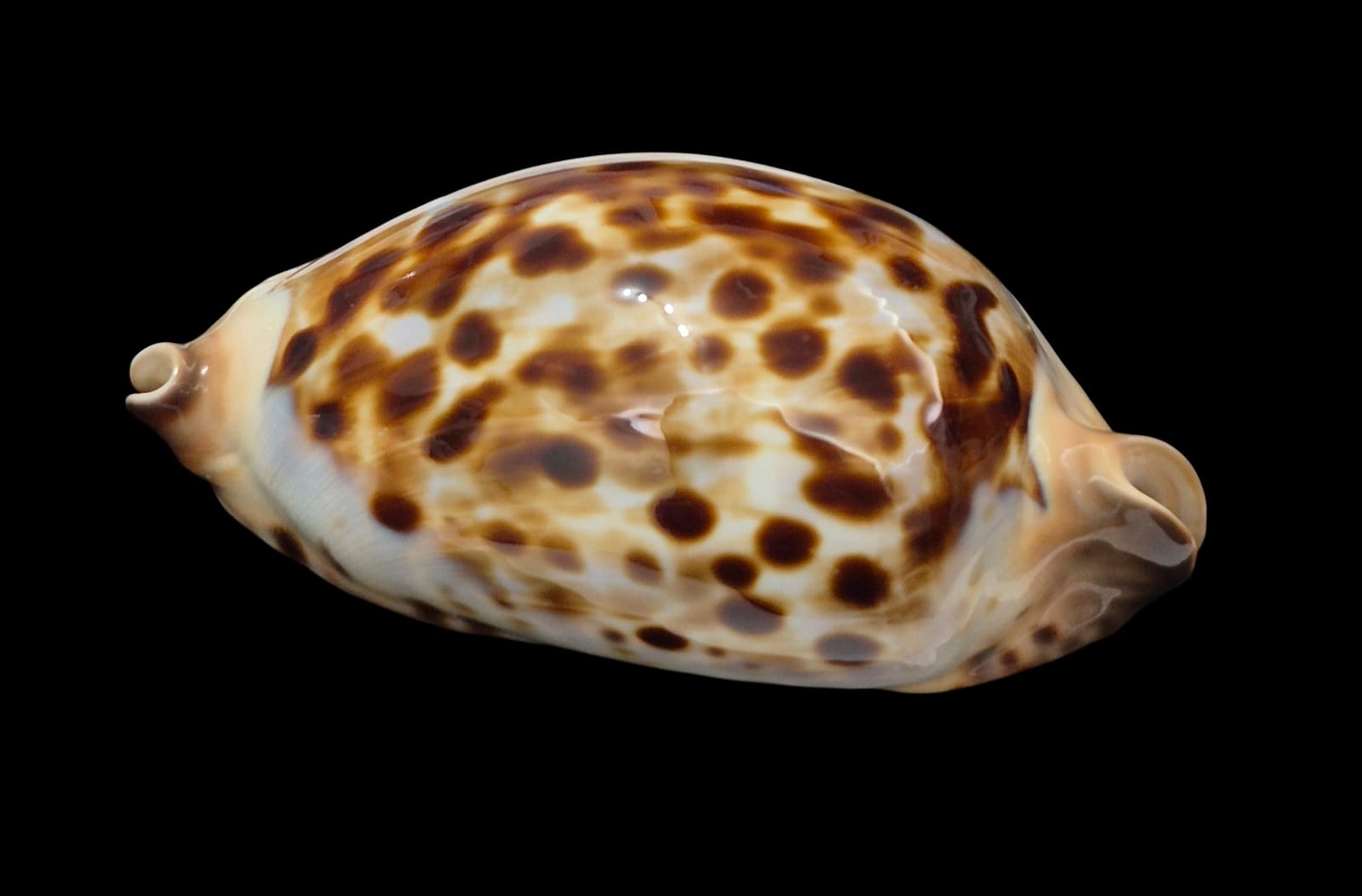 BC294 Zoila friendii thalamega - Image 3