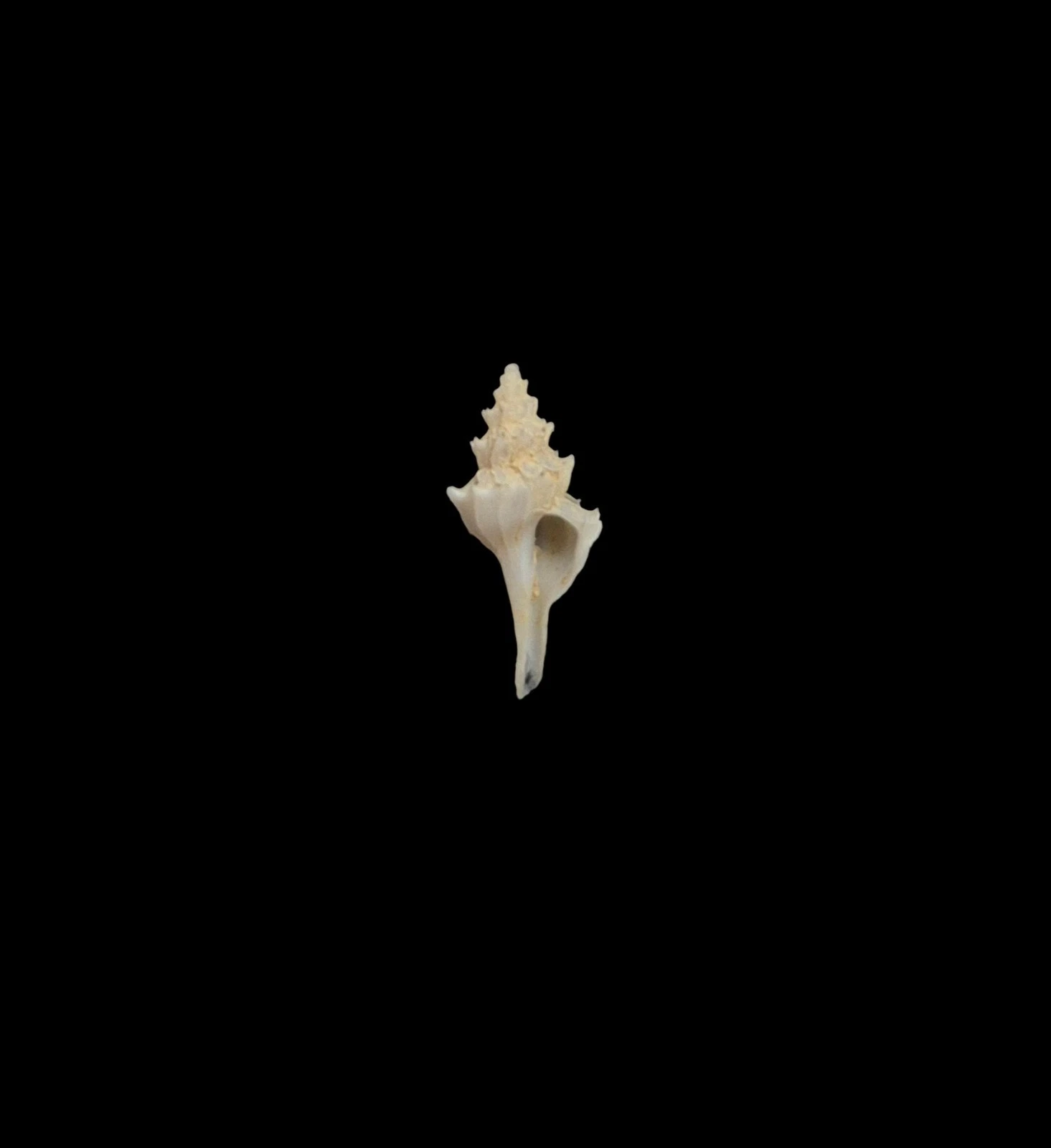 BC197 Pagodula echinata - from DEEP WATER - Image 2