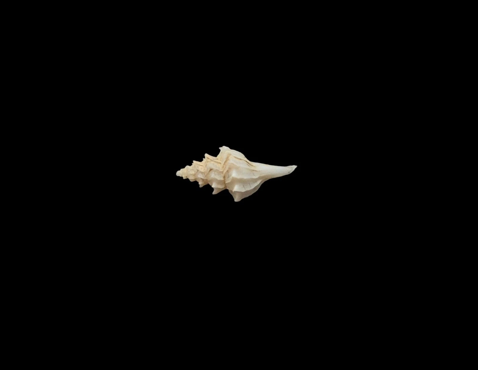 BC197 Pagodula echinata - from DEEP WATER - Image 3
