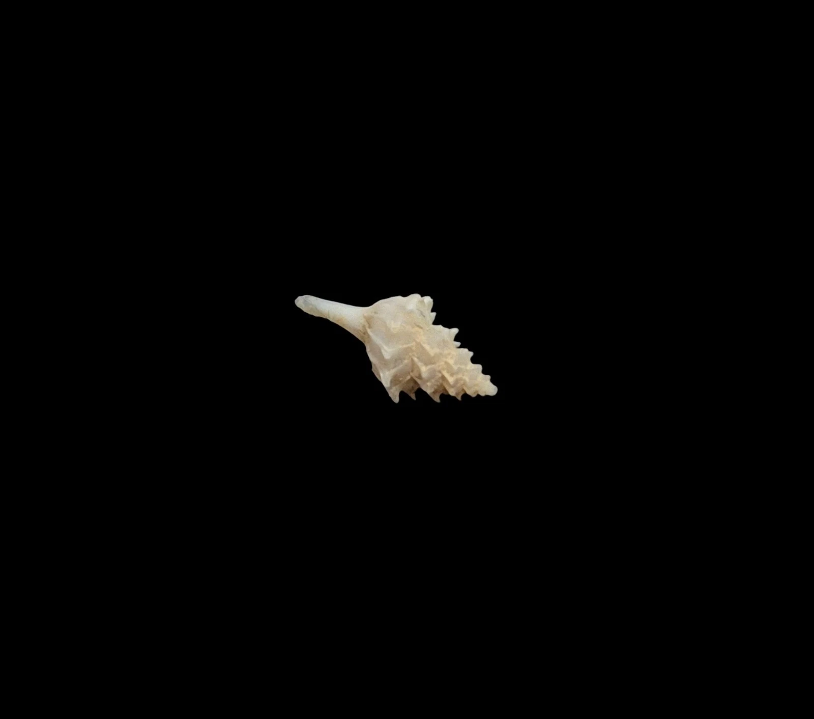 BC197 Pagodula echinata - from DEEP WATER - Image 4