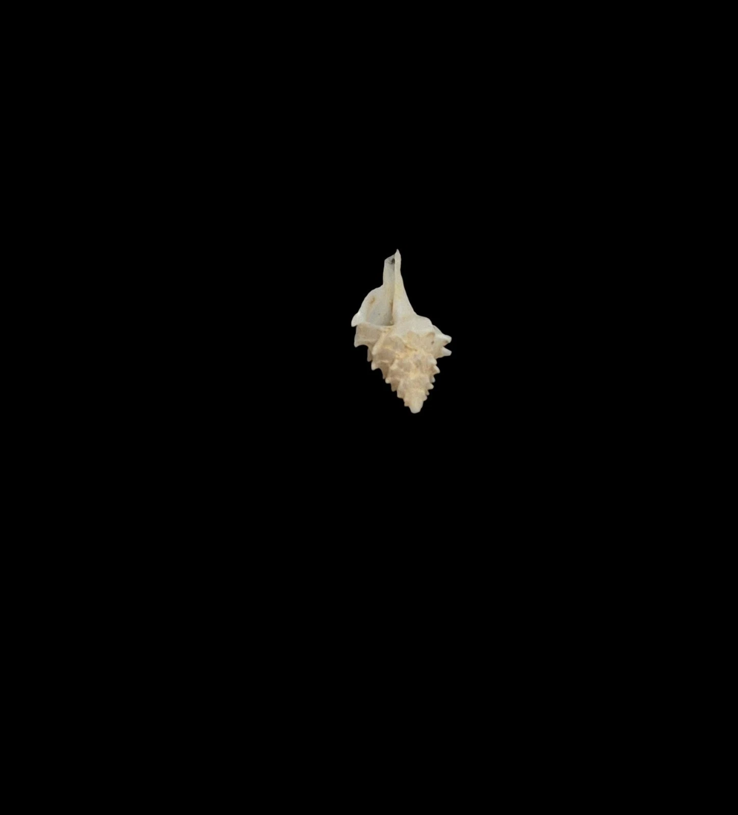 BC197 Pagodula echinata - from DEEP WATER - Image 5