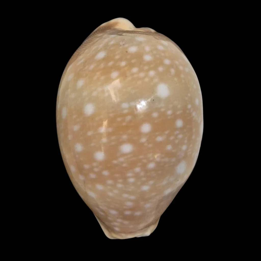 BC405 Lyncina vitellus - XL SIZE
