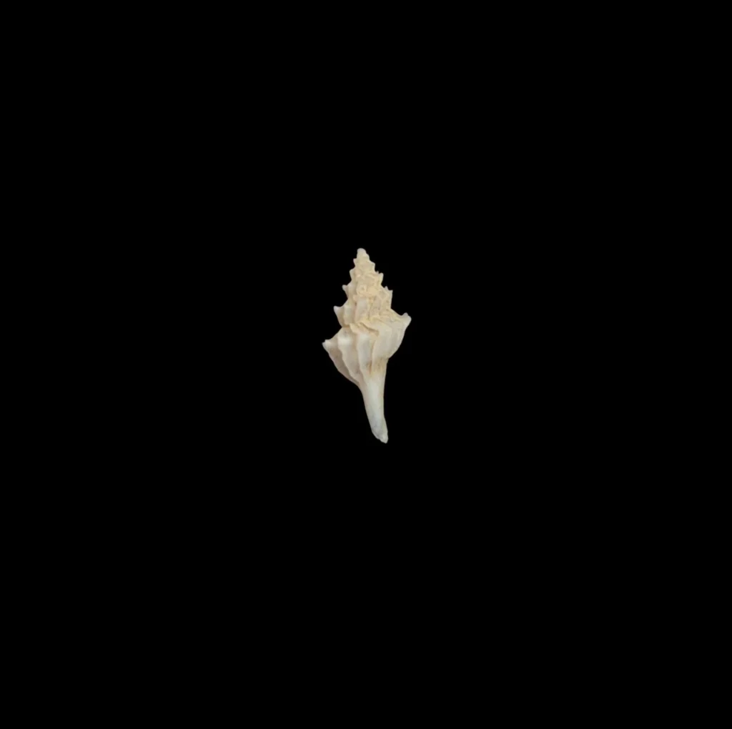 BC197 Pagodula echinata - from DEEP WATER