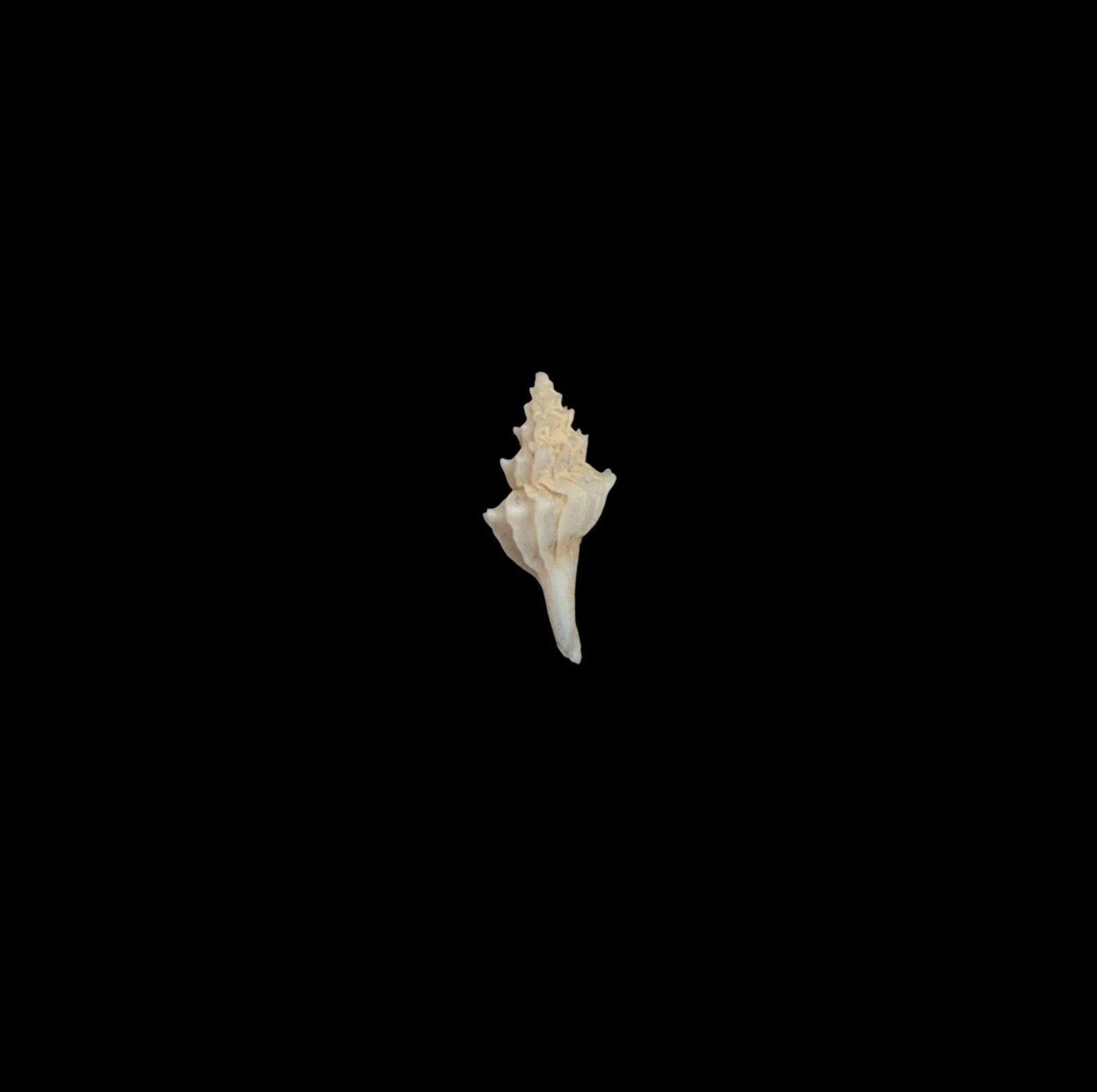 BC197 Pagodula echinata - from DEEP WATER