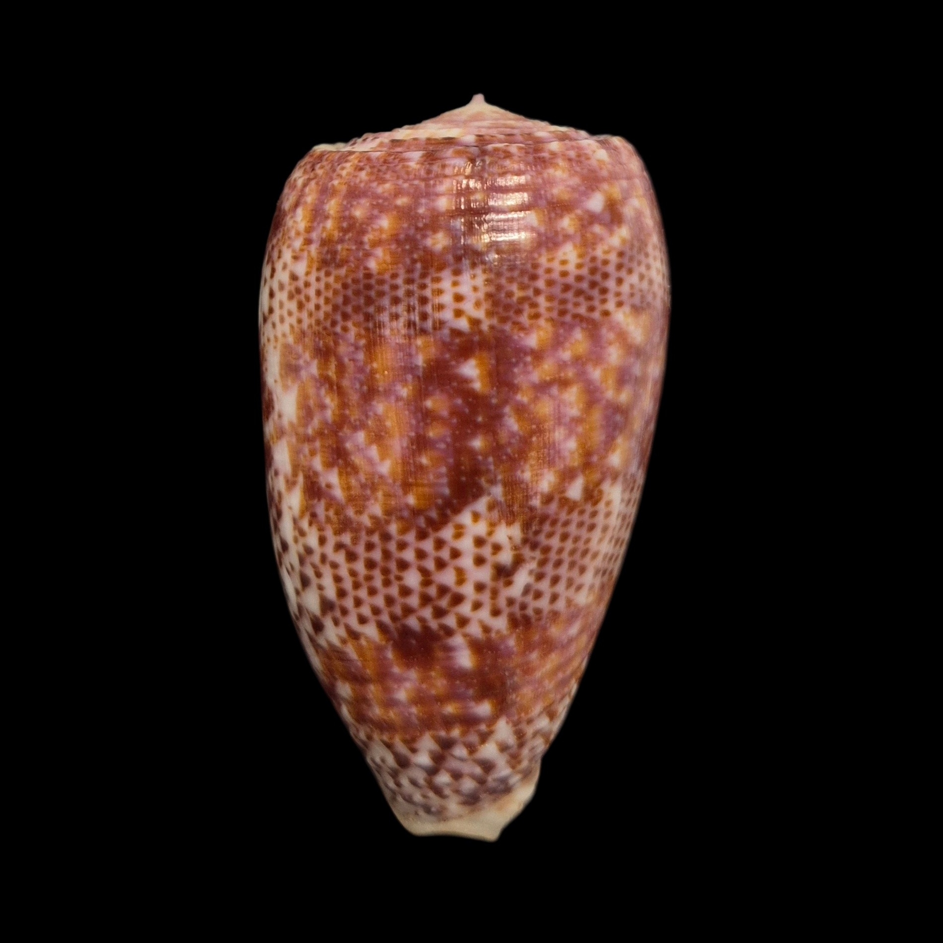 BC573 Conus adamsonii w/o - MASTODONTIC