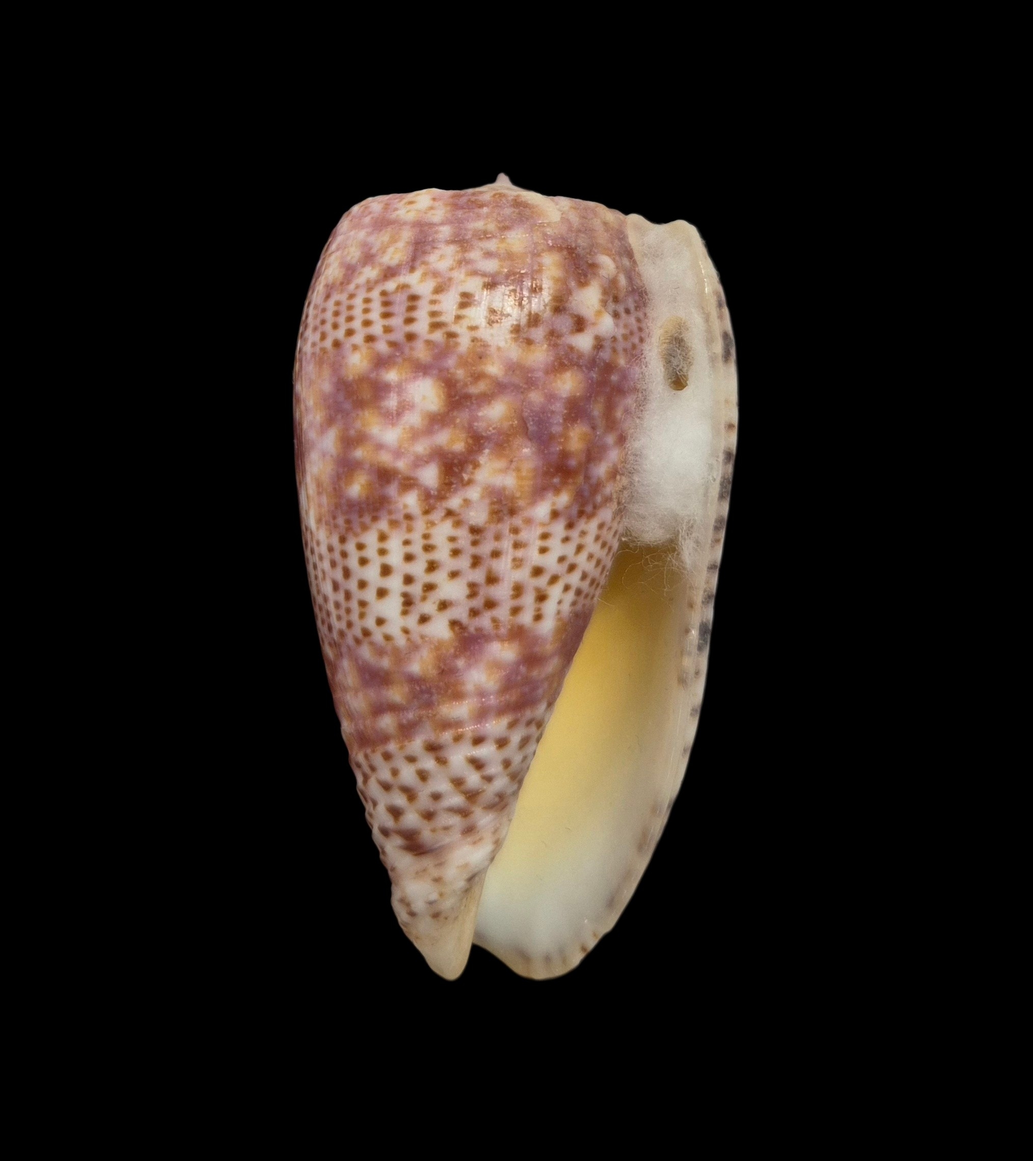 BC573 Conus adamsonii w/o - MASTODONTIC - Image 2