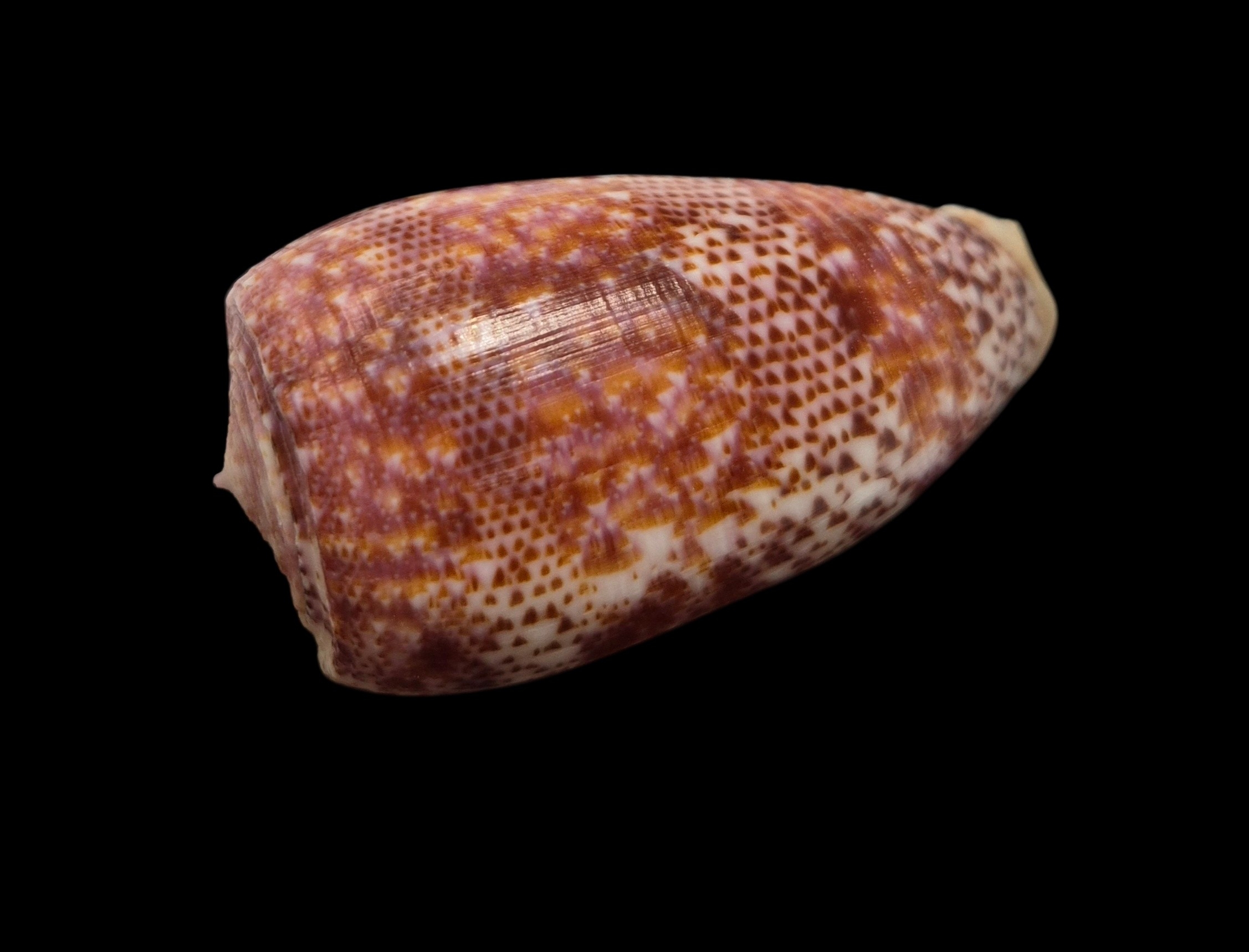 BC573 Conus adamsonii w/o - MASTODONTIC - Image 3