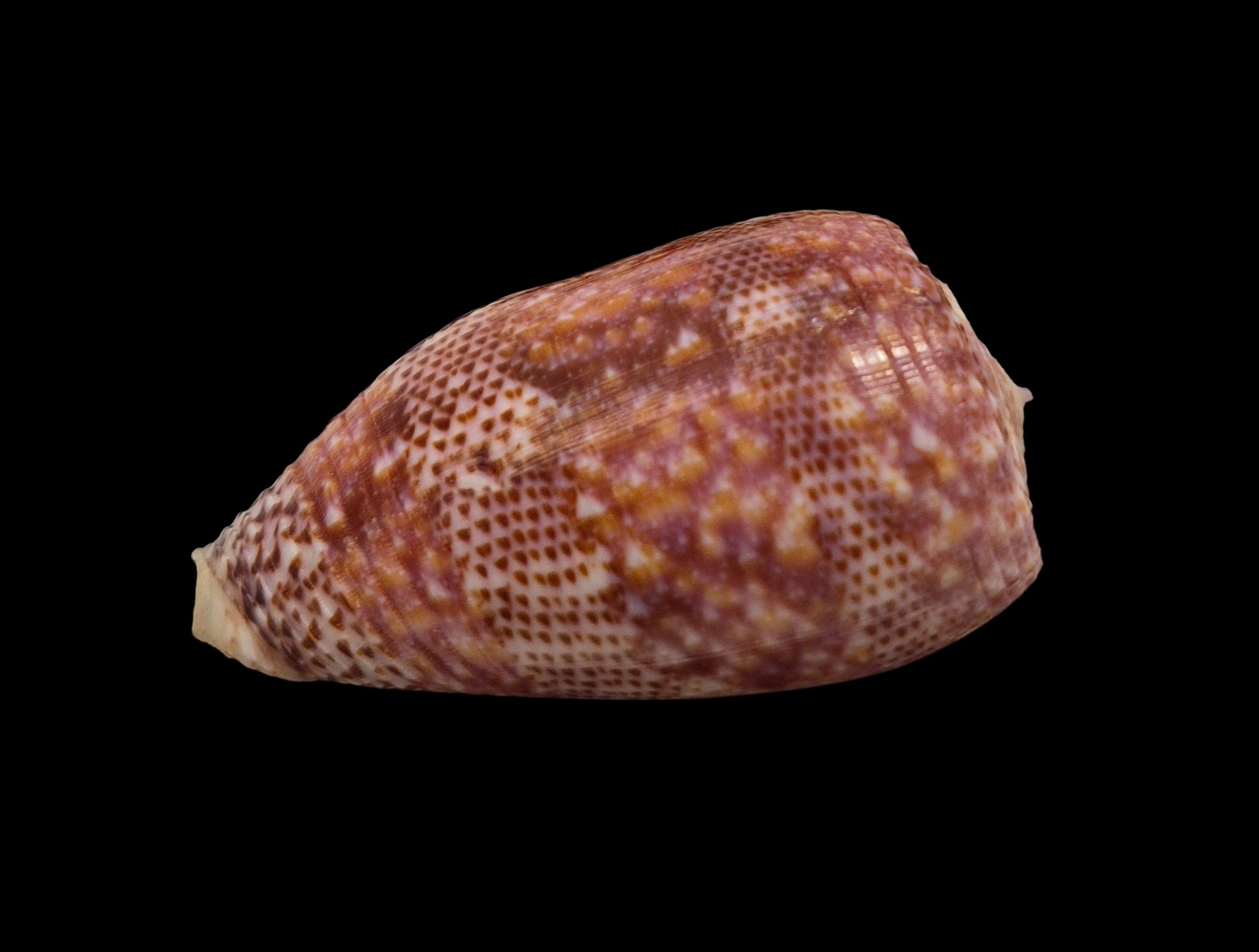 BC573 Conus adamsonii w/o - MASTODONTIC - Image 4