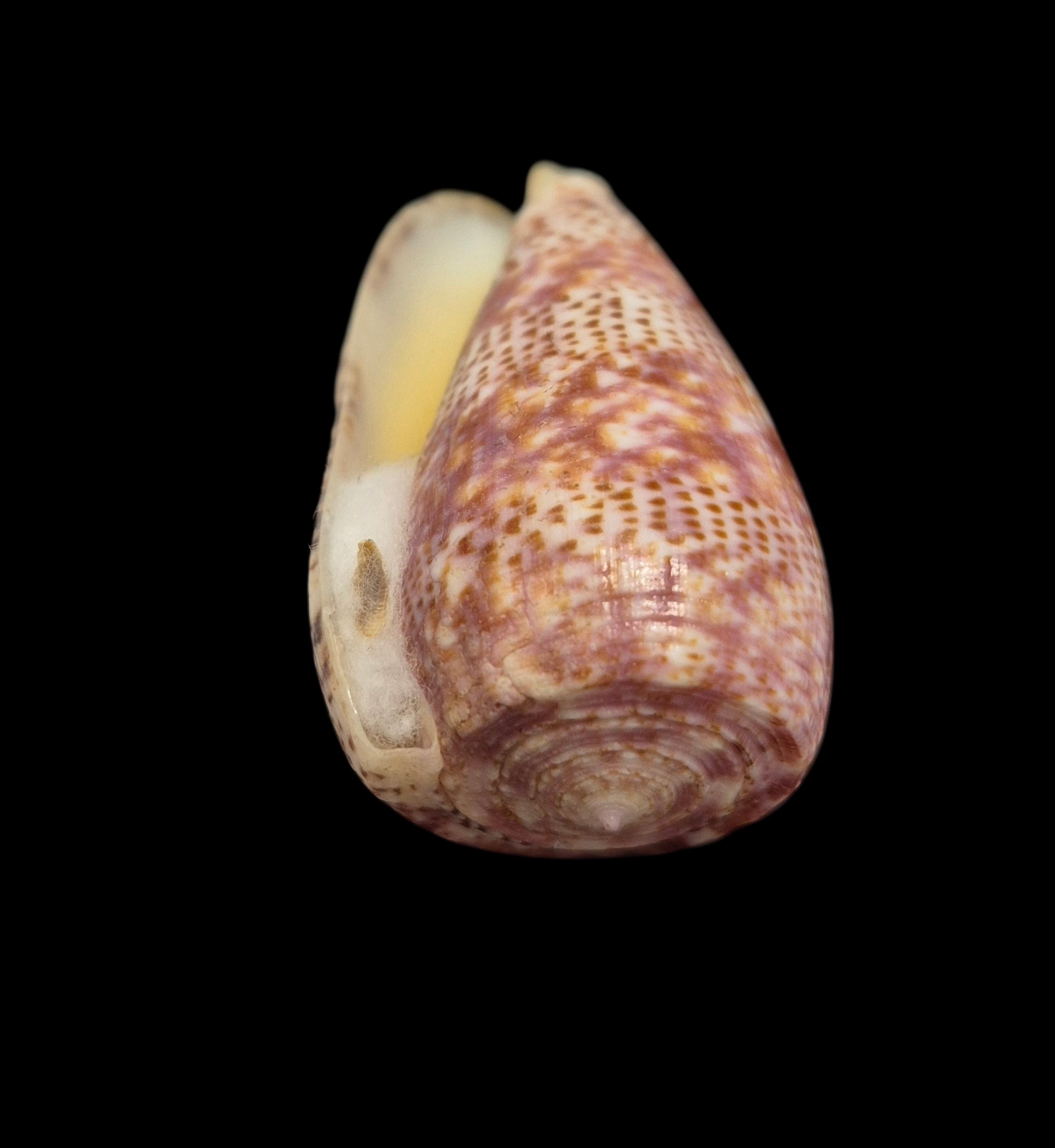 BC573 Conus adamsonii w/o - MASTODONTIC - Image 5