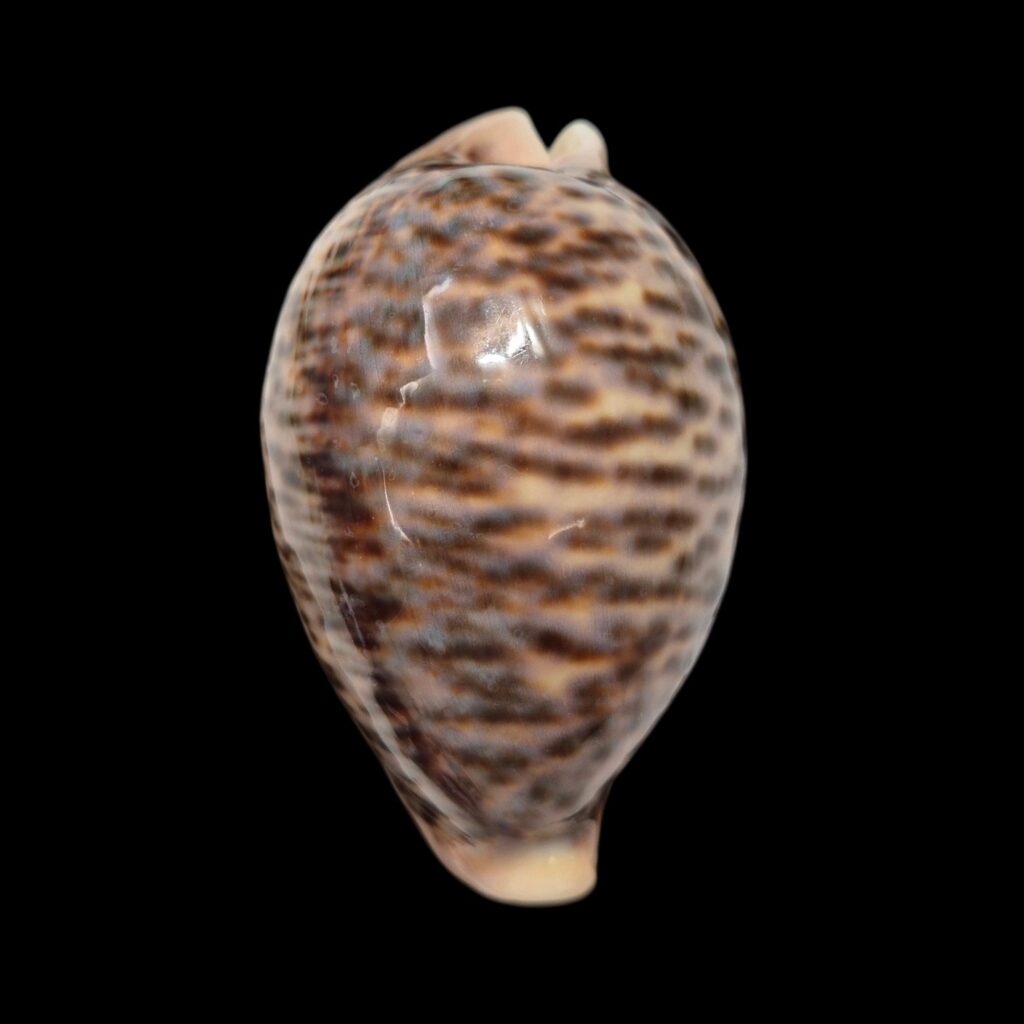 BC567 Cypraea pantherina - GIANT SIZE